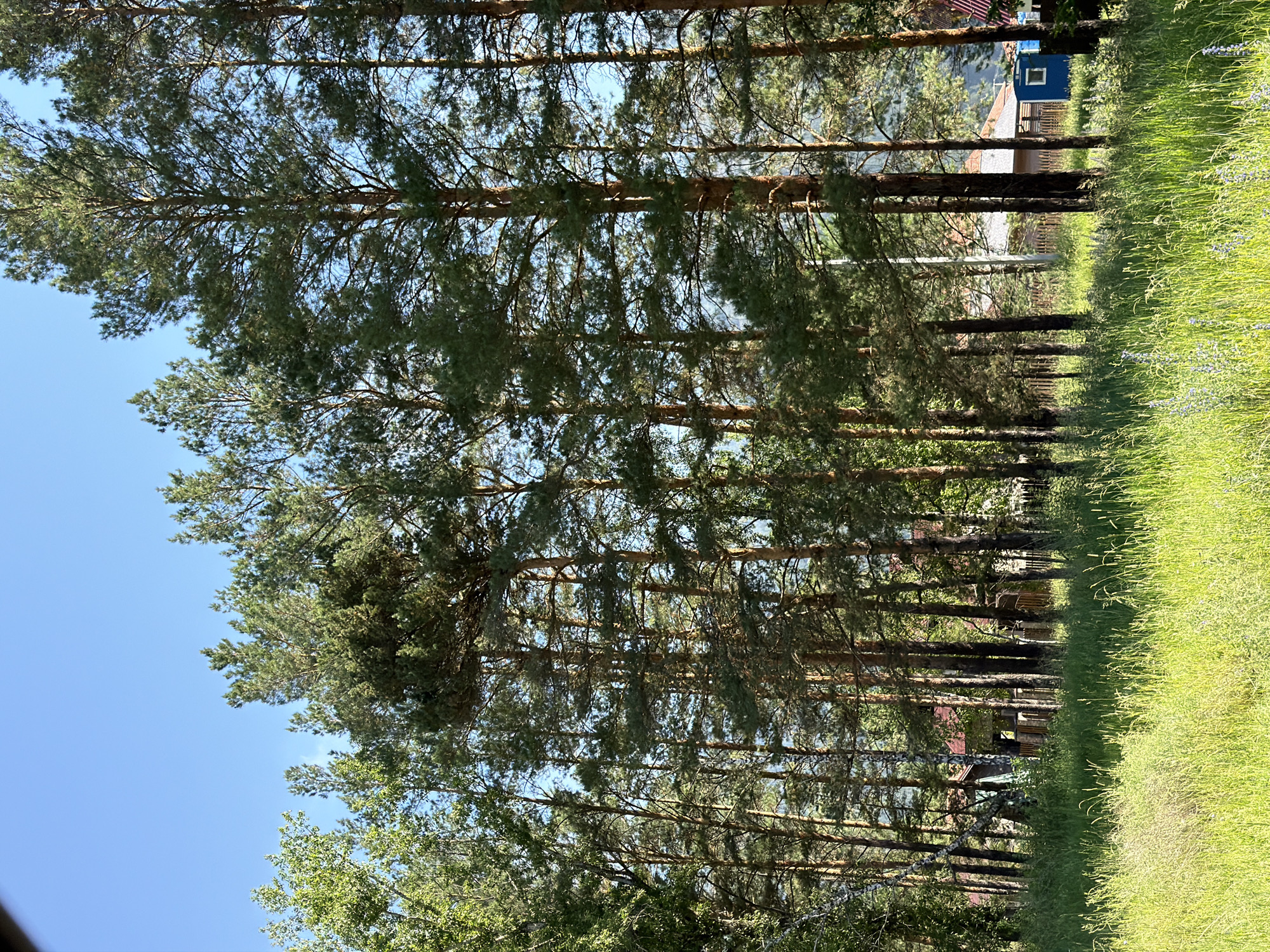 The image depicts a bright, sunny day with a clear blue sky. A dense forest of tall pine trees dominates the midground, their green needles contrasting with the golden-green tall grass in the foreground. Behind the trees, glimpses of buildings can be seen, suggesting a rural or semi-rural setting. Specifically, a red-roofed building with wooden siding and a small blue outbuilding with a single window are visible. A wooden fence runs behind the trees, separating the wooded area from the structures. The overall impression is one of a natural landscape with human habitation on the periphery, consistent with the location of Turbaza Katun', Russia, which is known for its natural beauty and recreational facilities. There are no people visible in the image, and no actions or interactions are taking place.
