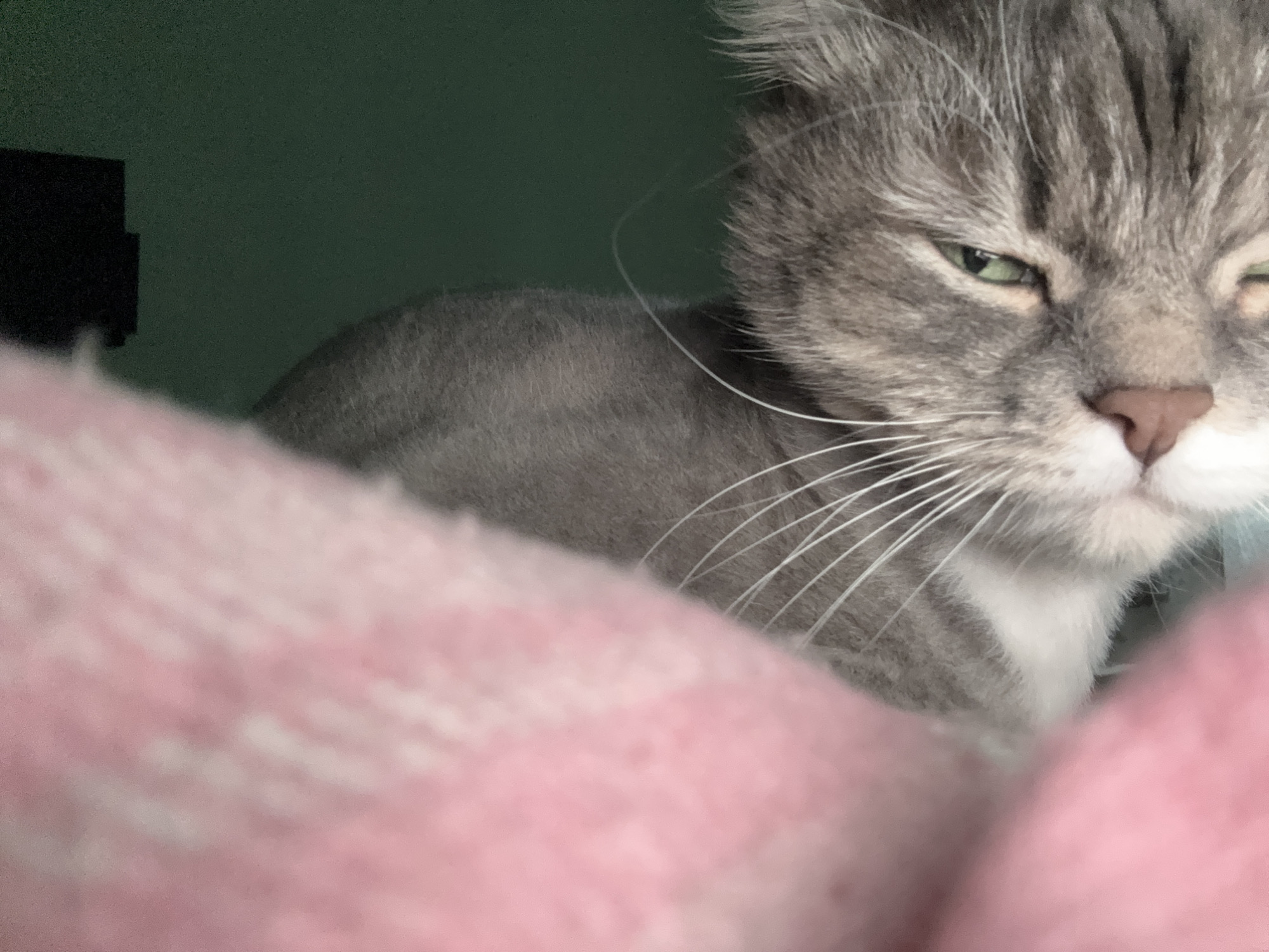 A close-up shot focuses on a gray tabby cat peering over a pink blanket or cushion. The cat has green eyes, one of which is partially closed, giving it a squinting expression. Its fur is gray with darker stripes, and it has white fur around its nose and mouth. Long, white whiskers are visible. The background is out of focus, showing a dark green wall and a black object. The scene appears to be indoors. There is no indication of Moscow, Russia.