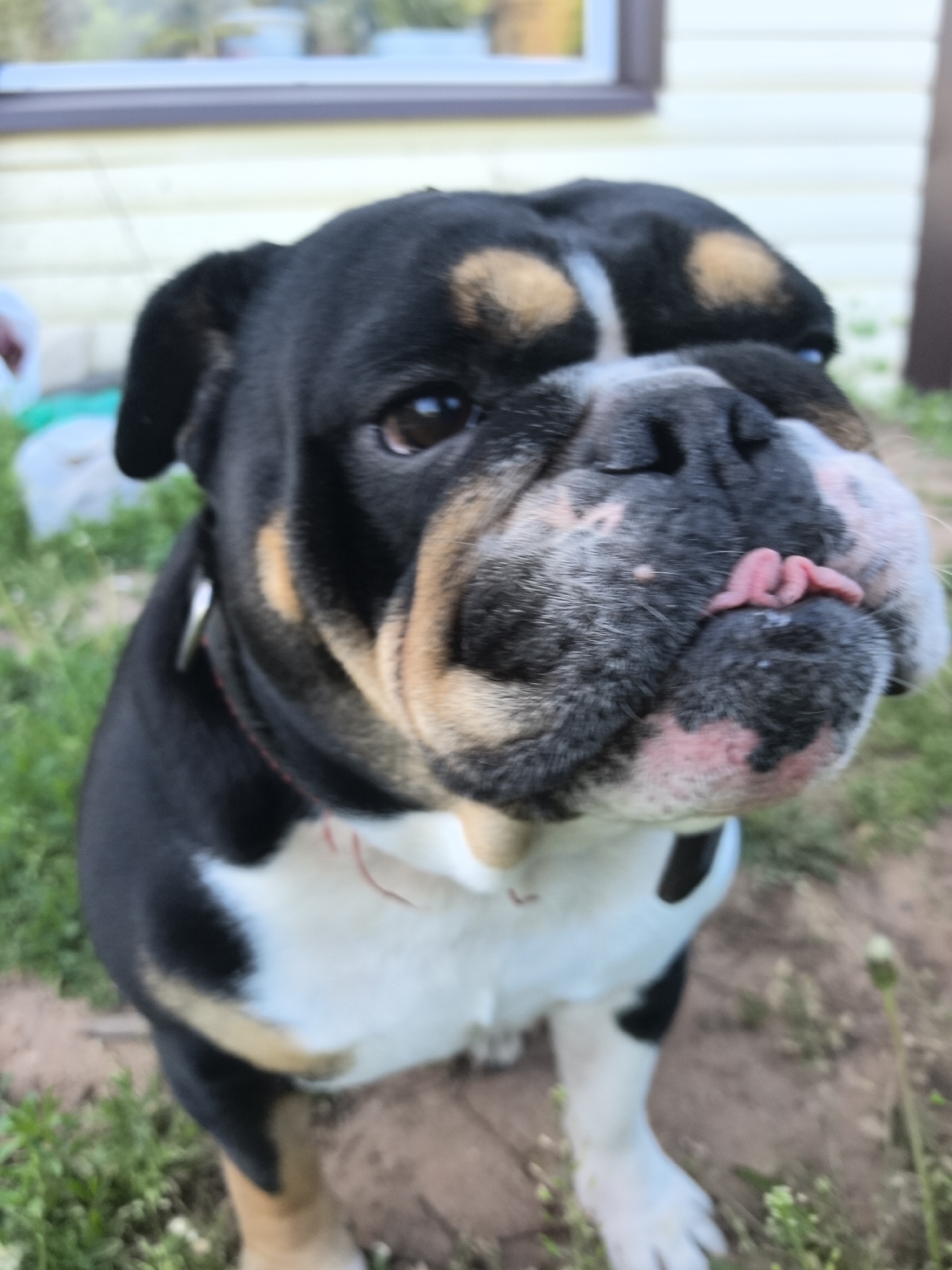 The image depicts a tri-color English Bulldog, with black, tan, and white fur, standing outdoors on a patch of grass. The dog has a pink tongue protruding slightly from its mouth. A collar is visible around its neck. In the background, there is a building with light-colored siding and a window. The exact location within the city of Noviy, Russia, is not discernible from the provided image.