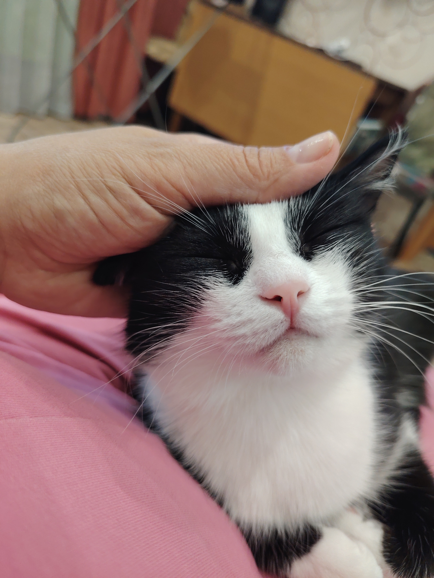 A close-up vertical shot captures a tender moment between a person and a black and white tuxedo cat. The person's light-skinned hand, with a neatly manicured fingernail visible on the index finger, is gently stroking the top of the cat's head. The cat, mostly black with a prominent white muzzle, chin, and chest, has its eyes closed, conveying a sense of contentment and relaxation. Its pink nose and long white whiskers are clearly visible.
The cat is resting on what appears to be a person's lap or a soft surface covered in pink fabric, likely clothing or a blanket. The background is softly blurred, showing hints of an indoor setting with muted colors, possibly furniture or curtains, and what might be a reflective surface like a mirror. The focus is entirely on the interaction and the cat's serene expression, suggesting a moment of affection and comfort. There is no visible text in the image.