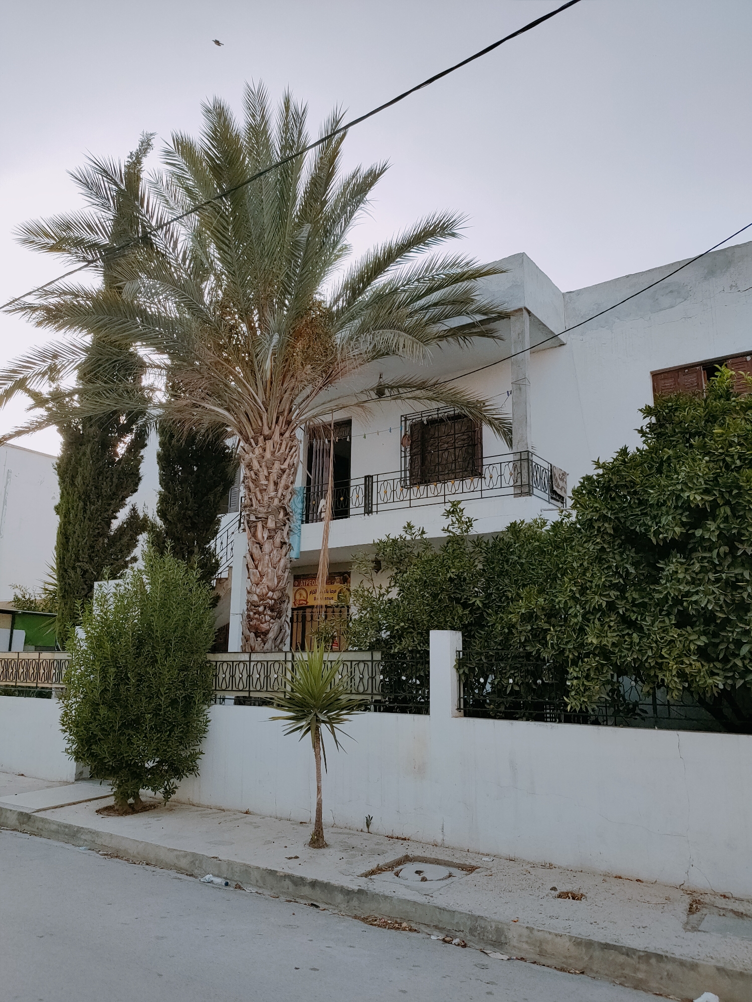 The image shows a white, two-story building with a balcony on the second floor. The building is surrounded by greenery, including a tall palm tree in the foreground, several cypress trees, and a lush green bush. A metal fence encloses the property. The street in front of the house has a sidewalk and a concrete curb. The sky is overcast. The building is located in Ariana, Tunisia. There are no people visible in the image.