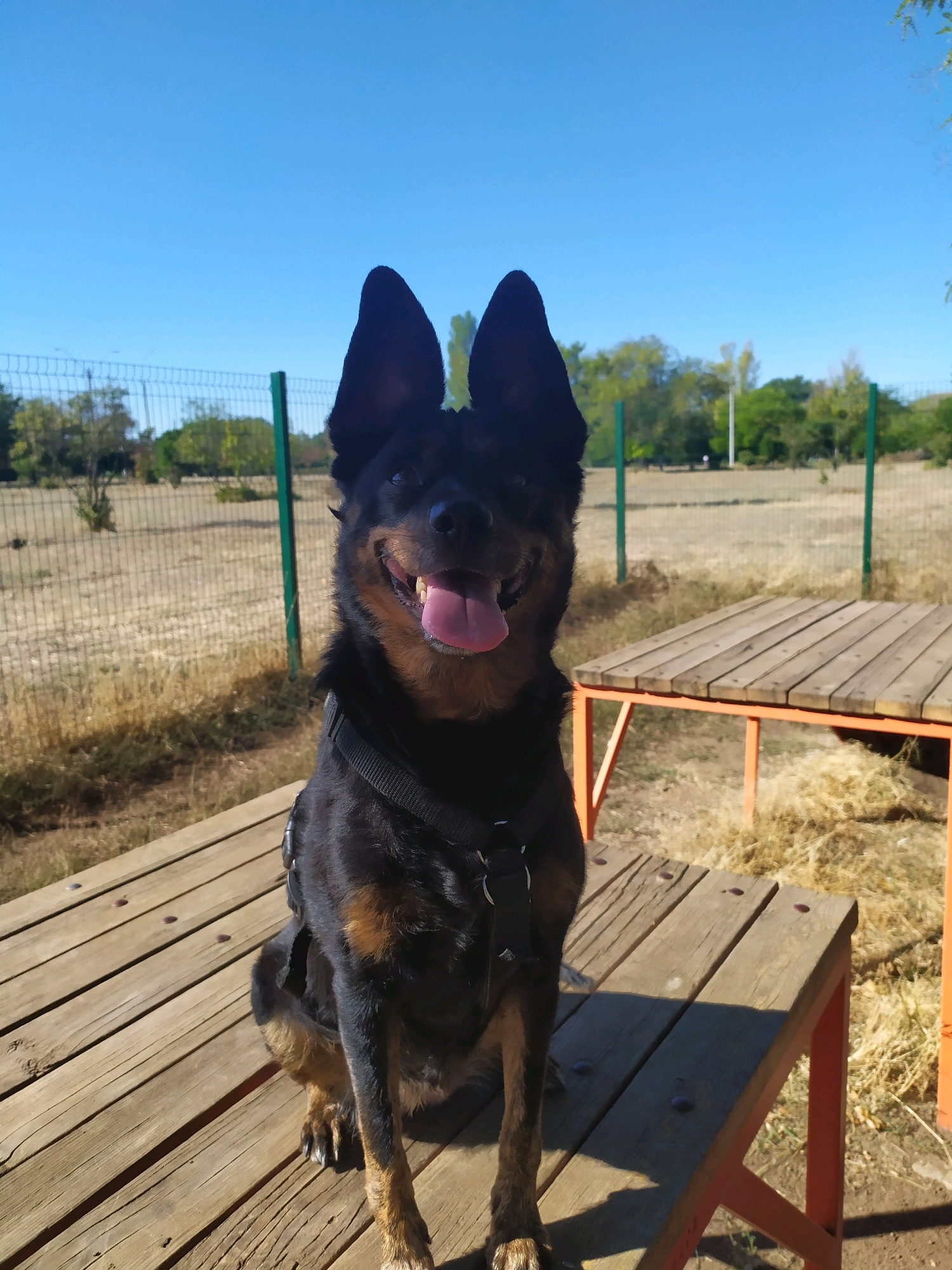 A medium shot captures a black and tan dog with large, pointed ears sitting on a wooden platform outdoors. The dog is facing the camera, its mouth open, and its pink tongue visible. It is wearing a black harness. The platform is made of weathered wooden planks and has an orange-colored frame. In the background, a chain-link fence encloses a dry, grassy field. Beyond the field, there are trees and a clear blue sky. A second wooden structure, possibly a table, is visible to the right of the dog. The scene appears to be an outdoor dog training or play area. The location is identified as Mykolaiv, Ukraine.