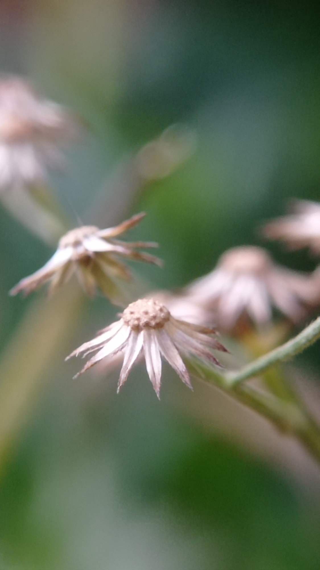 The image captures a close-up, shallow depth-of-field view of several small, dried flowers with light brown centers and delicate, pointed petals. The flowers are arranged at various distances, with the one in the foreground being the sharpest and most detailed. The background is a soft blur of green, suggesting foliage or other vegetation. The lighting is subdued, creating a gentle, natural atmosphere. The specific location within Bedali, Indonesia, cannot be determined from the visual information provided in the image. No people, actions, or interactions are depicted.