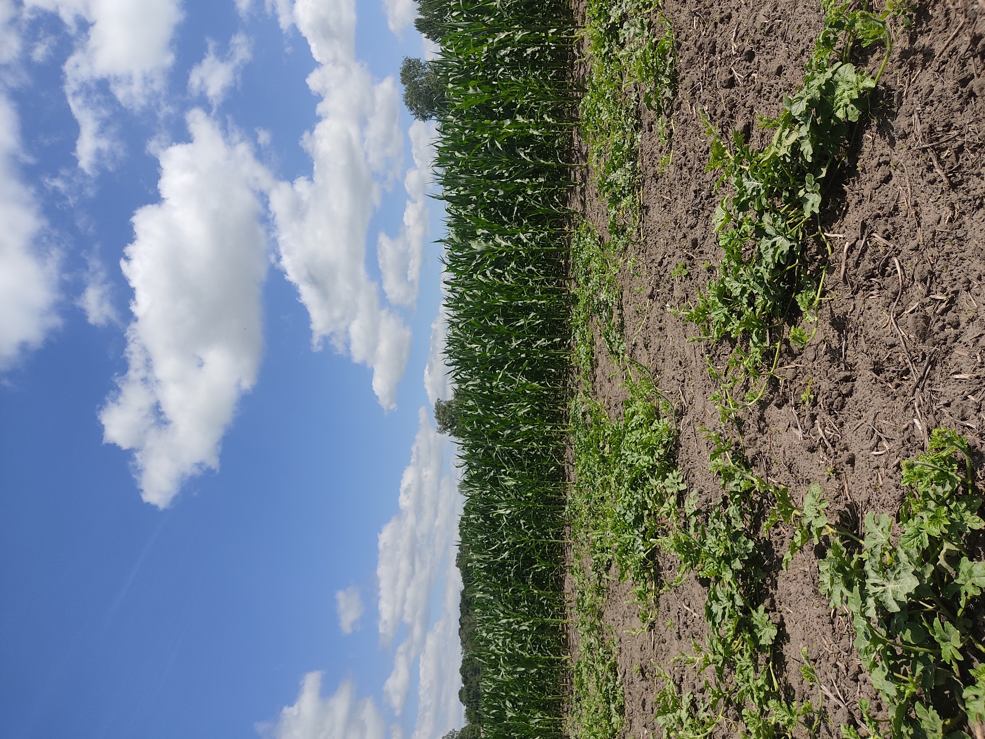 An outdoor, eye-level shot captures a vibrant field under a bright, blue sky dotted with fluffy white clouds. In the foreground, young green plants spread across dark, tilled soil. Behind them, a dense, tall wall of green corn stalks stretches across the mid-ground, with a line of trees visible in the distance. The scene is set in Bilukhivka, Ukraine.