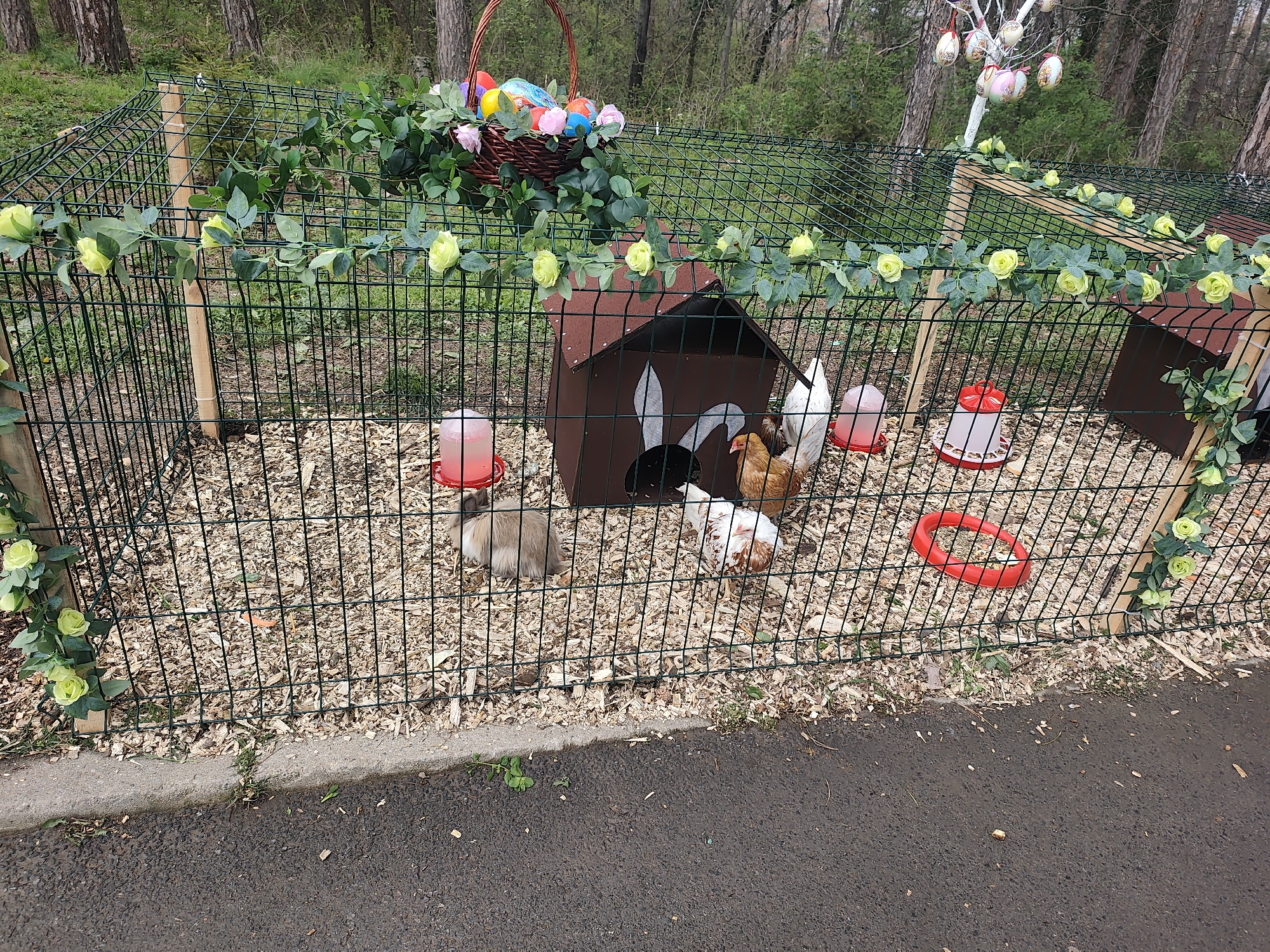 The image shows a small animal enclosure, possibly in a park or outdoor recreation area in Kyustendil, Bulgaria. The enclosure is made of green wire mesh fencing with wooden support posts, decorated with artificial leafy vines and yellow roses. Inside, the ground is covered with wood shavings.
There are several animals inside the enclosure: a brown rabbit and three chickens (one brown, one white with brown markings, and one white). There's also a small, brown dog house with a white rabbit silhouette on the front.
Two red water dispensers for the animals are visible. There is also a red feeder.
On top of the fence, in the upper left corner, is a woven basket filled with brightly colored Easter eggs. Another decorated tree with Easter Eggs is visible on the upper right corner.
The background includes trees and vegetation, suggesting the location is outdoors near a wooded area. A dark asphalt surface is visible in the foreground, possibly a path or road bordering the enclosure.