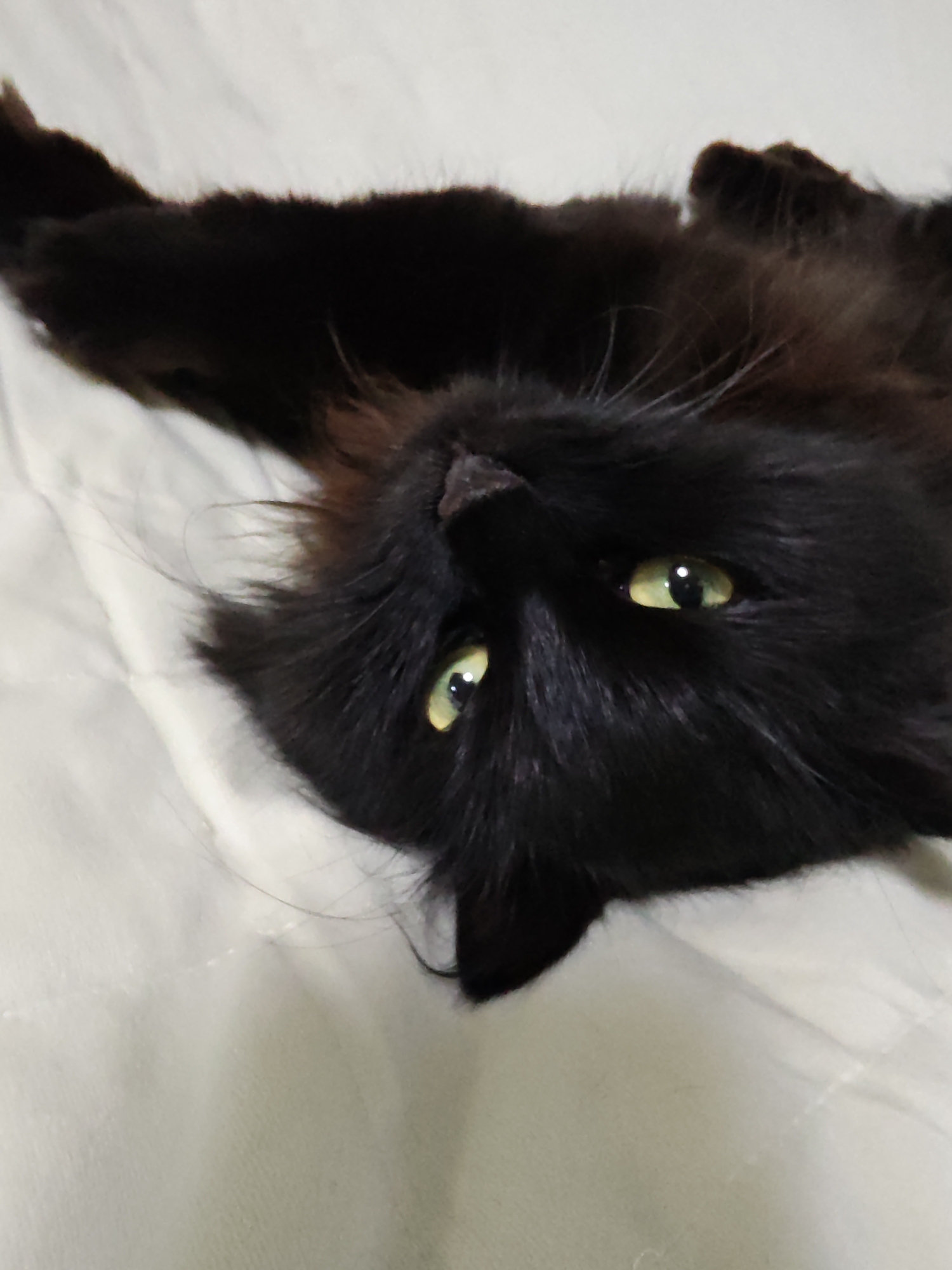 An overhead medium shot captures a black cat with bright green eyes lying on its back on a white, textured surface. The cat's fur is long and fluffy, and its body is mostly obscured by its position and the framing of the shot. The cat's head is tilted back, with its eyes open and looking towards the camera. The background is a plain white surface that appears to be a blanket or comforter with a subtle textured pattern. The lighting is soft and diffused, creating gentle shadows. The scene is indoors and appears to be a domestic setting. There are no other visible subjects or objects in the image, and no identifiable landmarks or details that would indicate a specific city or location.