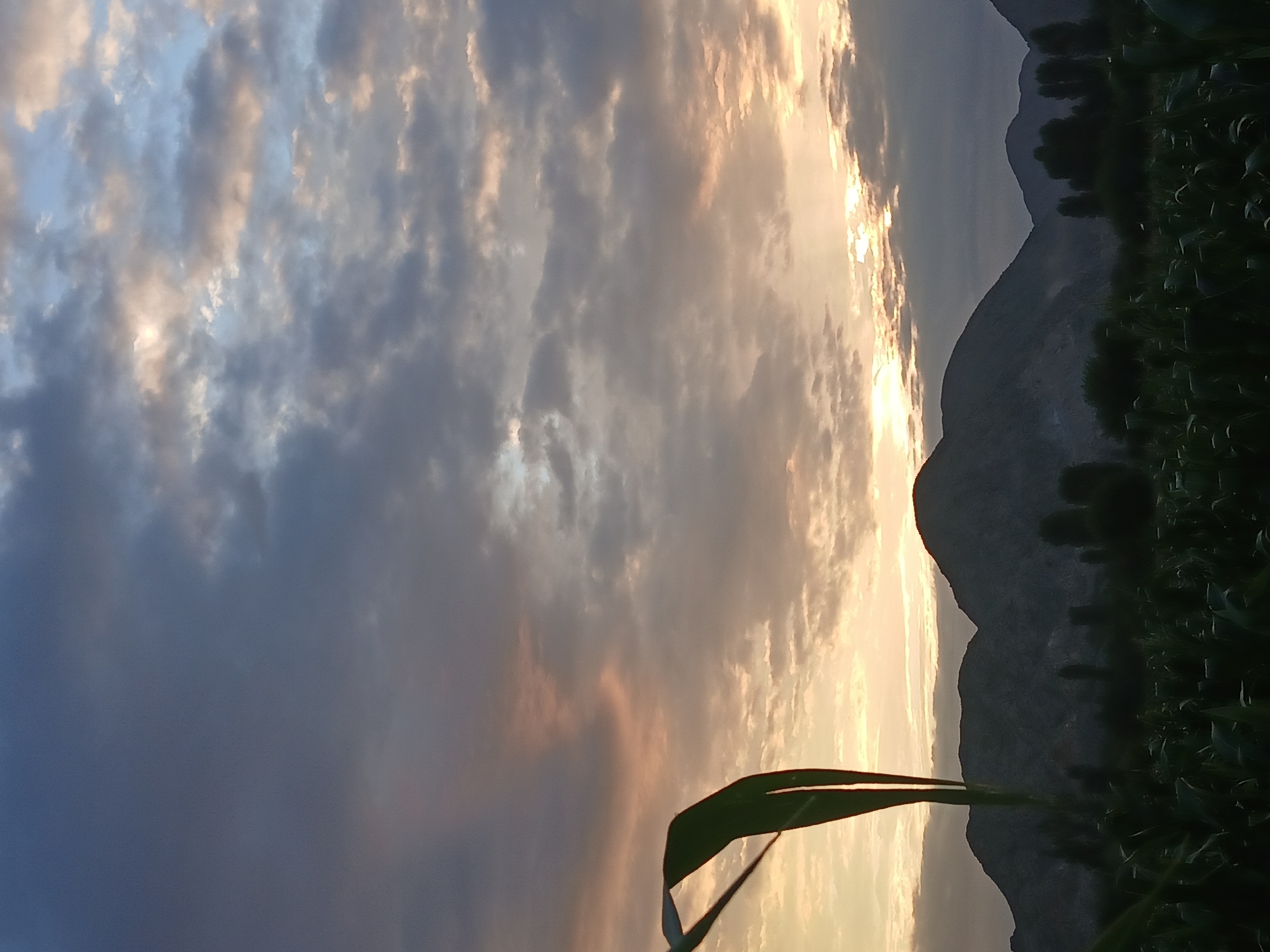 This is a wide shot of a landscape during what appears to be sunset or sunrise, taken in or near Паскы-Арык, Kyrgyzstan. The sky is filled with a mix of dark and light clouds, with streaks of orange and pink suggesting the low angle of the sun. The sun itself is partially obscured by clouds towards the right side of the frame, casting a warm glow. In the foreground, a dark silhouette of a field of crops, possibly corn, stretches across the bottom of the image. A large, dark green leaf or stalk is prominently in the left foreground, slightly out of focus, adding depth to the scene. Behind the crops, a range of dark, silhouetted mountains rises against the sky, with some trees visible in the midground. The overall atmosphere is serene and natural, depicting a rural or undeveloped area. There are no people or animals visible in the image.
