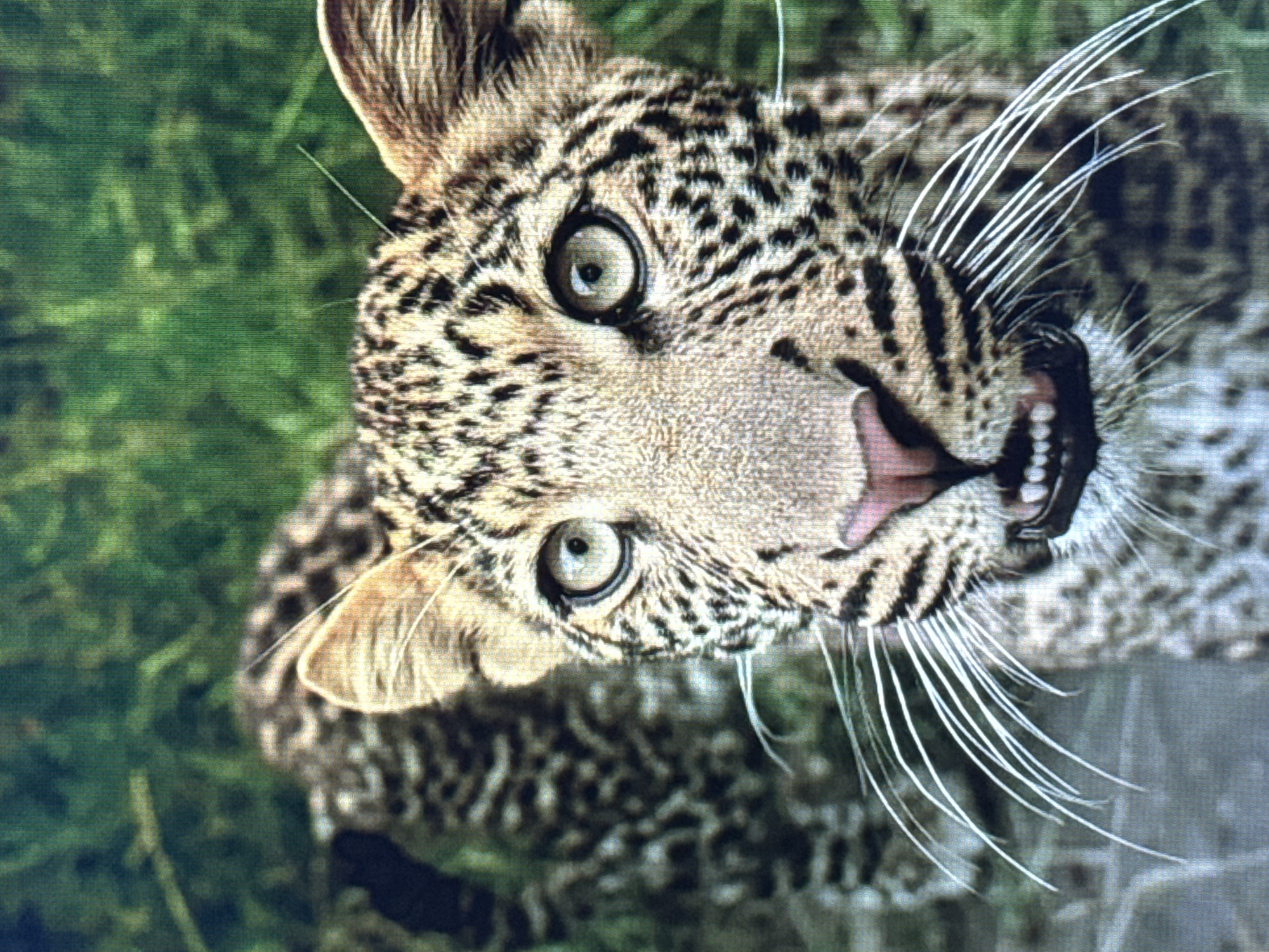 The image is a close-up, eye-level, full-frame photograph of a leopard in a natural, grassy environment. The leopard's face fills most of the frame, with its mouth slightly open, revealing its teeth. Its eyes are wide and focused, and its long white whiskers are prominent. The leopard's spotted fur is clearly visible, with dark rosettes on a lighter background. The background consists of blurred green foliage, suggesting the leopard is in a dense, natural habitat. There is no indication of a city environment, nor the city of Norilsk, Russia.
