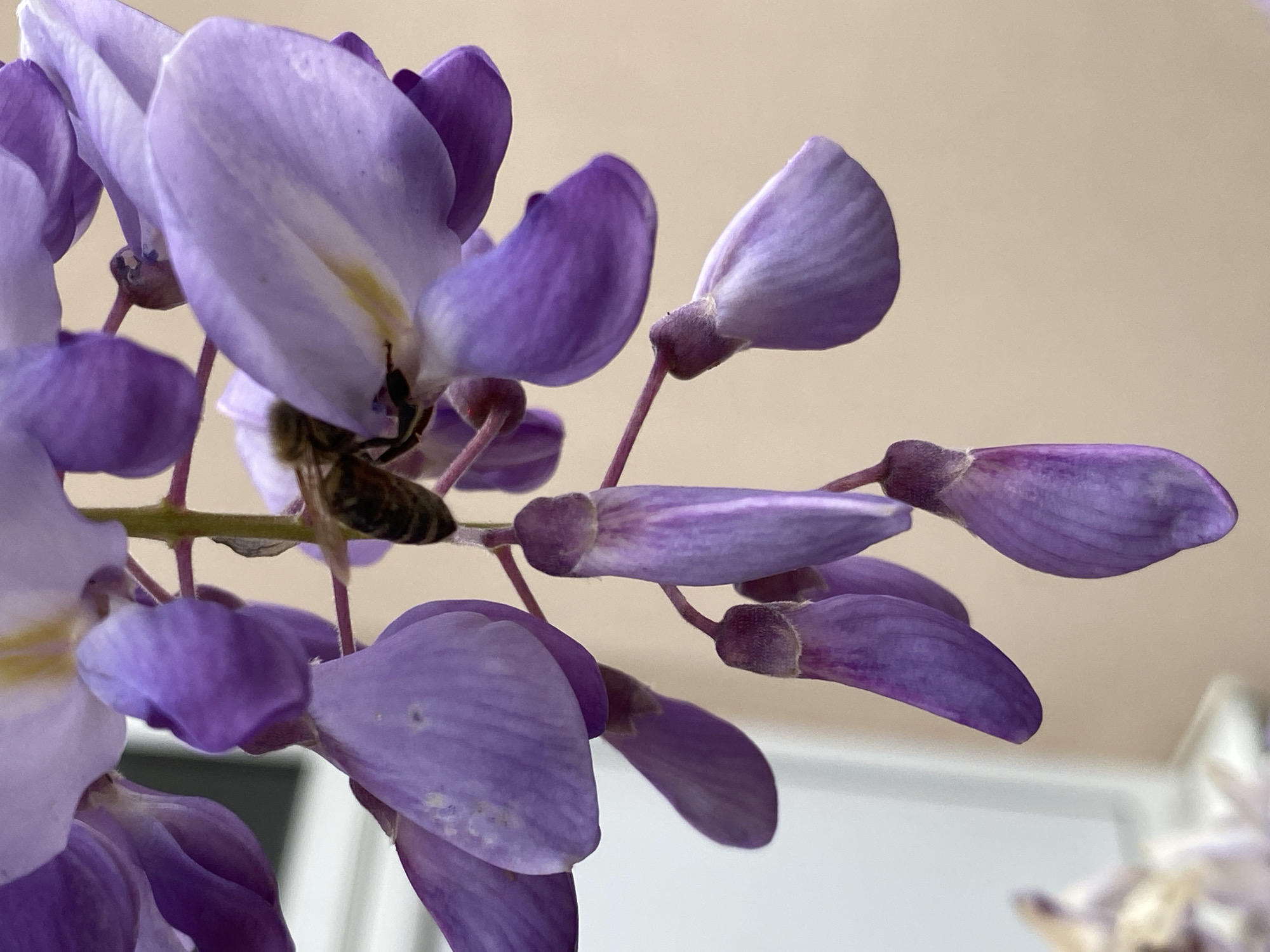 A close-up shot reveals a cluster of light purple wisteria flowers, their delicate petals displaying subtle variations in hue. A honeybee is positioned on one of the flowers, its body partially obscured by a petal. The background is a blurred mix of beige and white, with a hint of a window frame in the lower right corner. The specific location within the city of Budva, Montenegro, cannot be determined from the visual information provided.