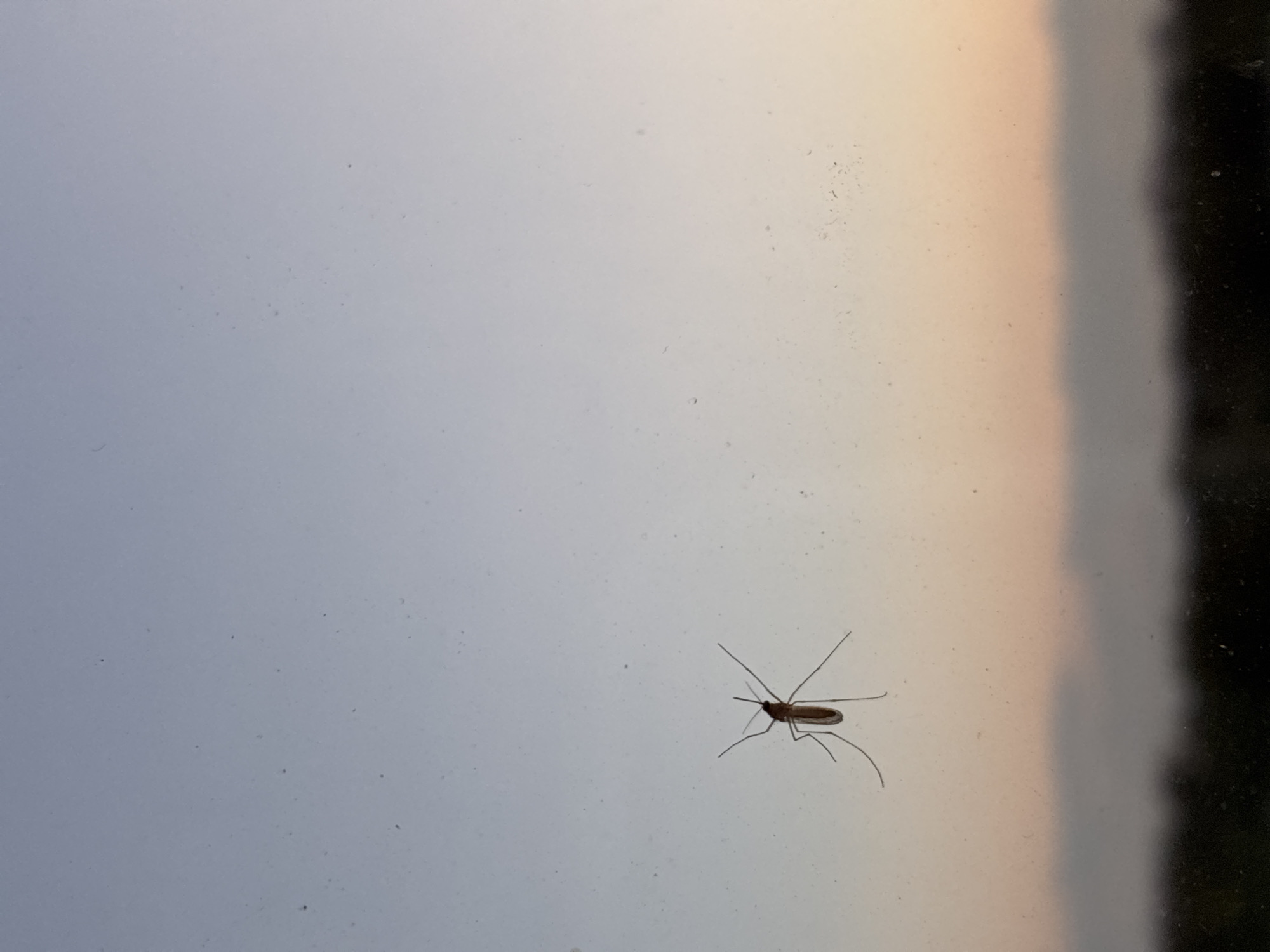 A mosquito is visible on a window against a soft, gradient sky that transitions from light blue at the top to a pale orange and pink near the horizon. Below the sky, a blurred dark band suggests the presence of trees or a distant landscape. The mosquito is positioned on the left side of the frame, with its legs and wings clearly defined. The window surface shows a few specks, possibly dust or water spots. The overall lighting suggests it is either dawn or dusk.