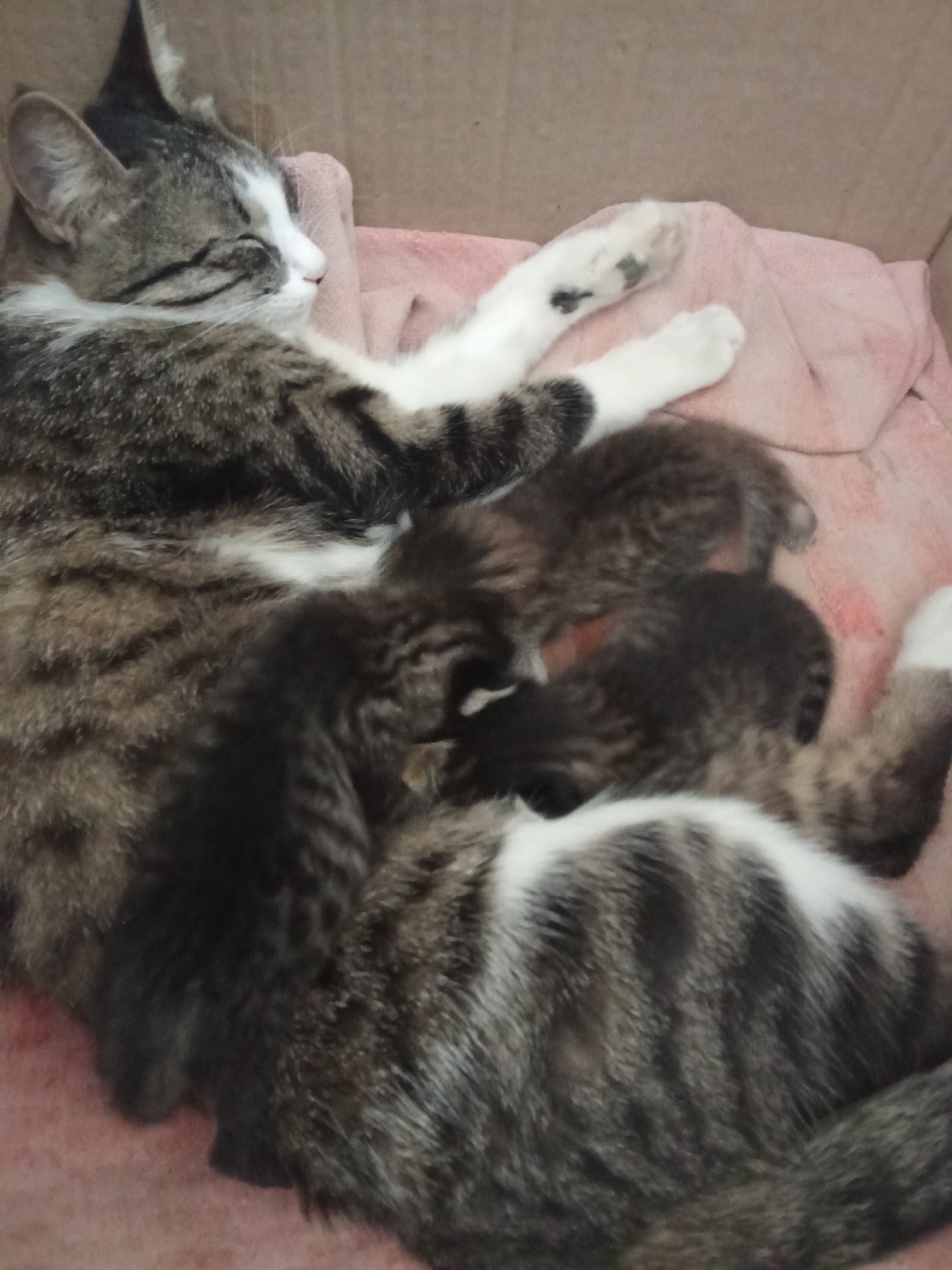 An adult tabby cat is sleeping in a cardboard box lined with a pink blanket. Several tiny kittens are snuggled against the adult cat, also sleeping. The scene appears to be indoors, in a domestic setting. The image does not contain any information that can be used to determine its location in Fergana City, Uzbekistan.