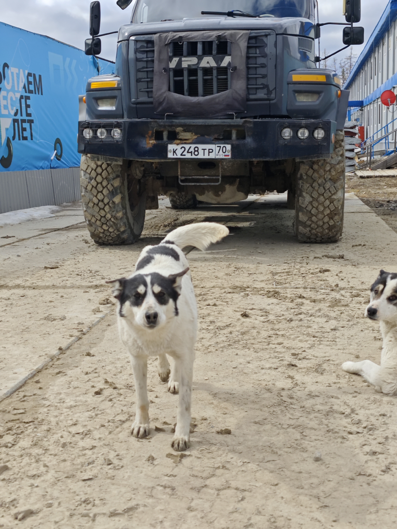 The image shows a large, dark-colored Ural truck parked on a concrete surface. The license plate is partially visible and reads "K248 TP 70," indicating a Russian registration. Two dogs, predominantly white with black markings around their eyes, are in the foreground. One dog is standing and facing the camera, while the other is lying down to the right. The environment appears to be an industrial or construction site with a blue banner on the left and prefabricated buildings on the right. The location is in the city of Unknown, Russia.