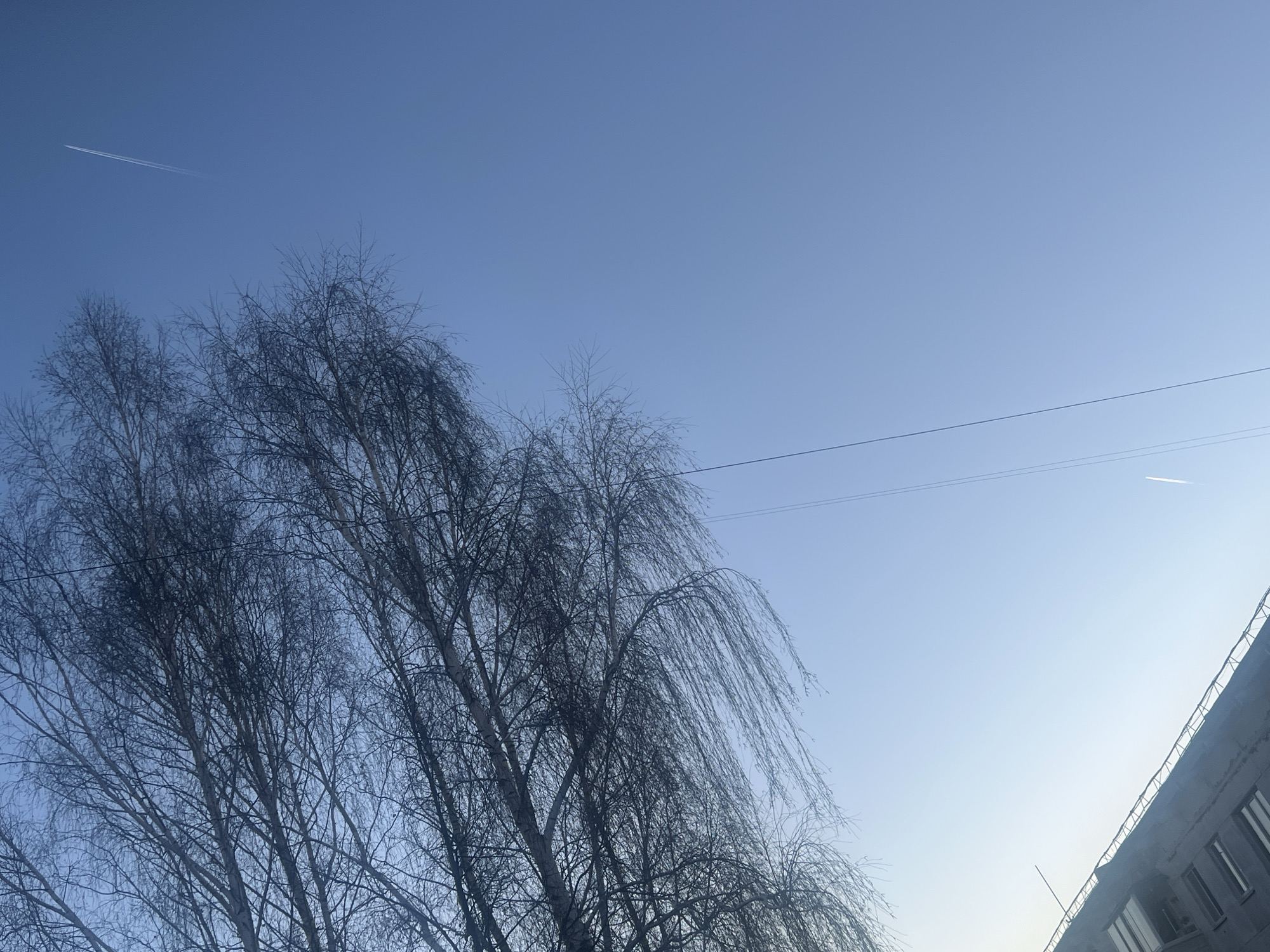 The image depicts a low-angle view of a winter scene in Chaikovsky, Russia. In the foreground, bare branches of birch trees fill the left side of the frame. Two visible contrails streak across the pale blue sky. A multi-story building, likely residential, is seen in the lower right corner. The lighting suggests early morning or late afternoon. No people or other moving objects are visible.