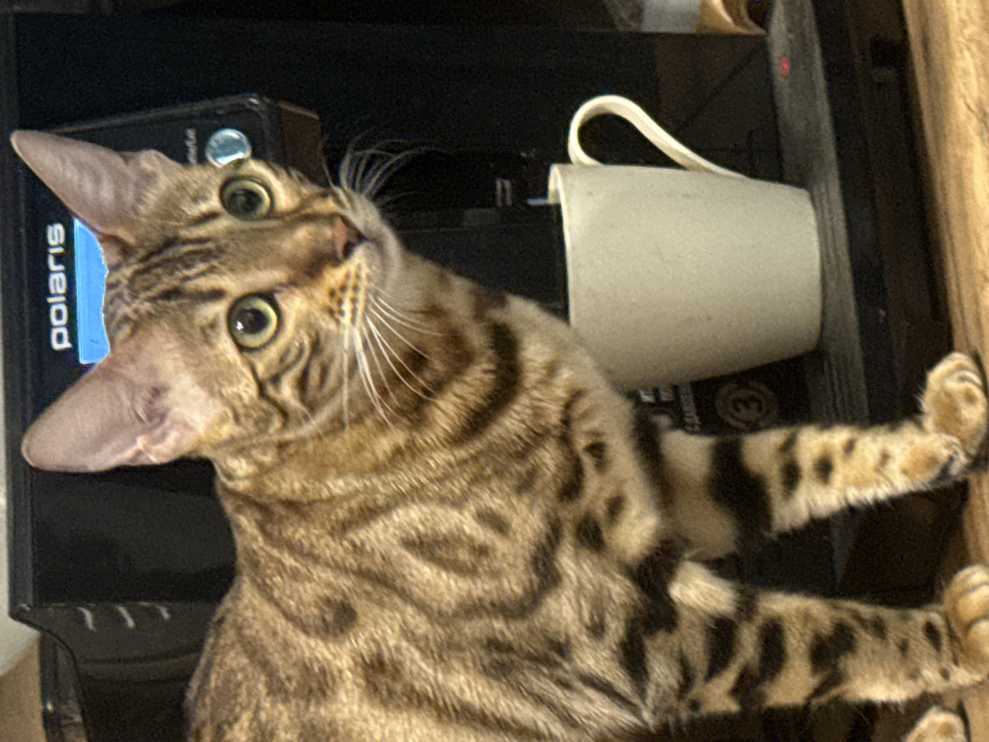 A Bengal cat stands in front of a black coffee maker. The cat has spotted brown and black fur, with green eyes. A white mug sits on the coffee maker's drip tray, to the right of the cat. The coffee maker has a "polarís" logo on the front. The scene appears to be indoors, on a wooden surface. There is no indication of a specific location in Moscow, Russia.
