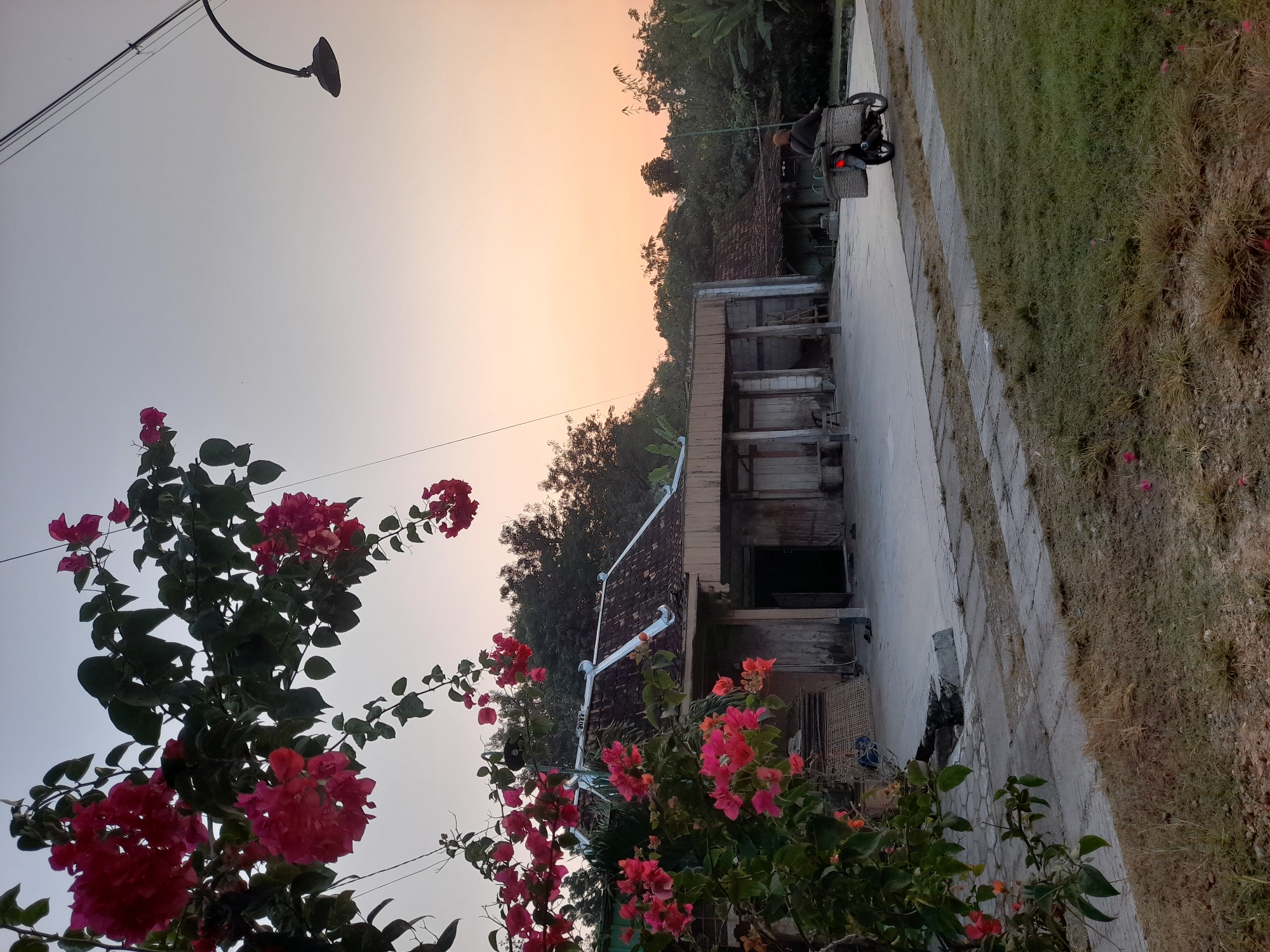 A scene at dusk in Pulokulon, Indonesia, features a traditional Indonesian building with a tiled roof and wooden walls, reminiscent of a rural Indonesian dwelling. In the foreground, vibrant pink bougainvillea flowers cascade from a branch, adding a splash of color against the muted tones of the building and the soft twilight sky. A person rides a motorcycle with a large basket attached to the back, moving away from the viewer on a paved path. The motorcycle is equipped with a rear brake light that is illuminated. The surrounding environment is lush with vegetation, including trees and grass. A street lamp is visible hanging from a wire above, casting a faint light. The overall impression is one of a tranquil evening in a Indonesian countryside setting.