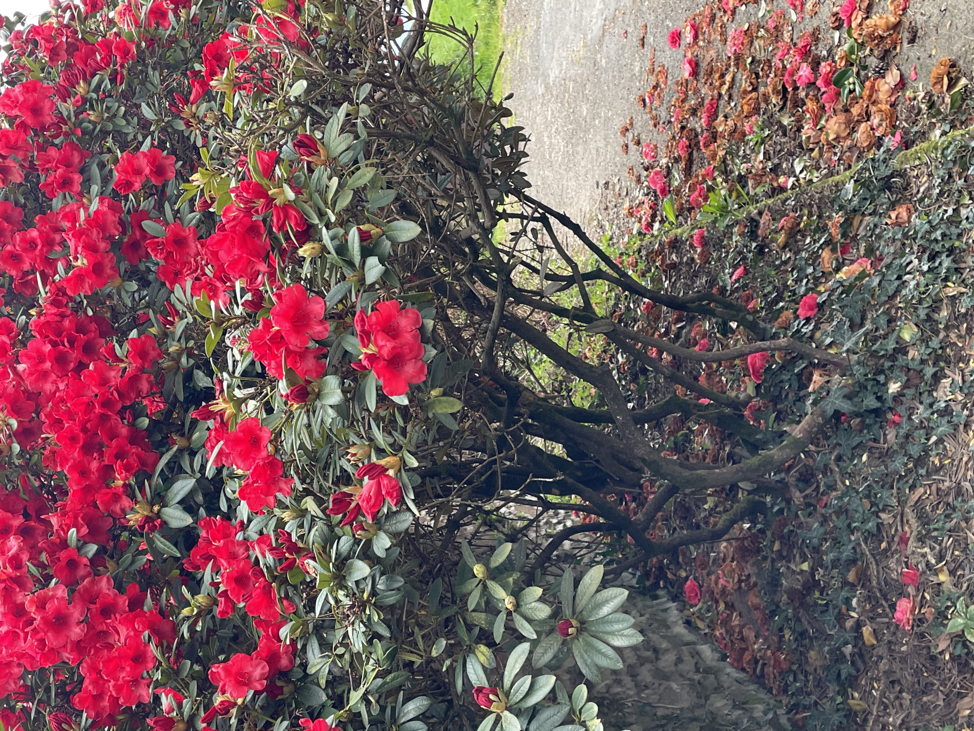 A bush of red rhododendrons dominates the left side of the frame. The bush transitions into a bare branch structure towards the middle of the image, with sparse foliage and a few red flowers interspersed. To the right, a concrete path is visible, covered with fallen petals and leaves. The path is bordered by a mix of green ivy and decaying foliage. The image is shot from a slightly elevated perspective, possibly at Le Moustoir, France. There are no people visible.