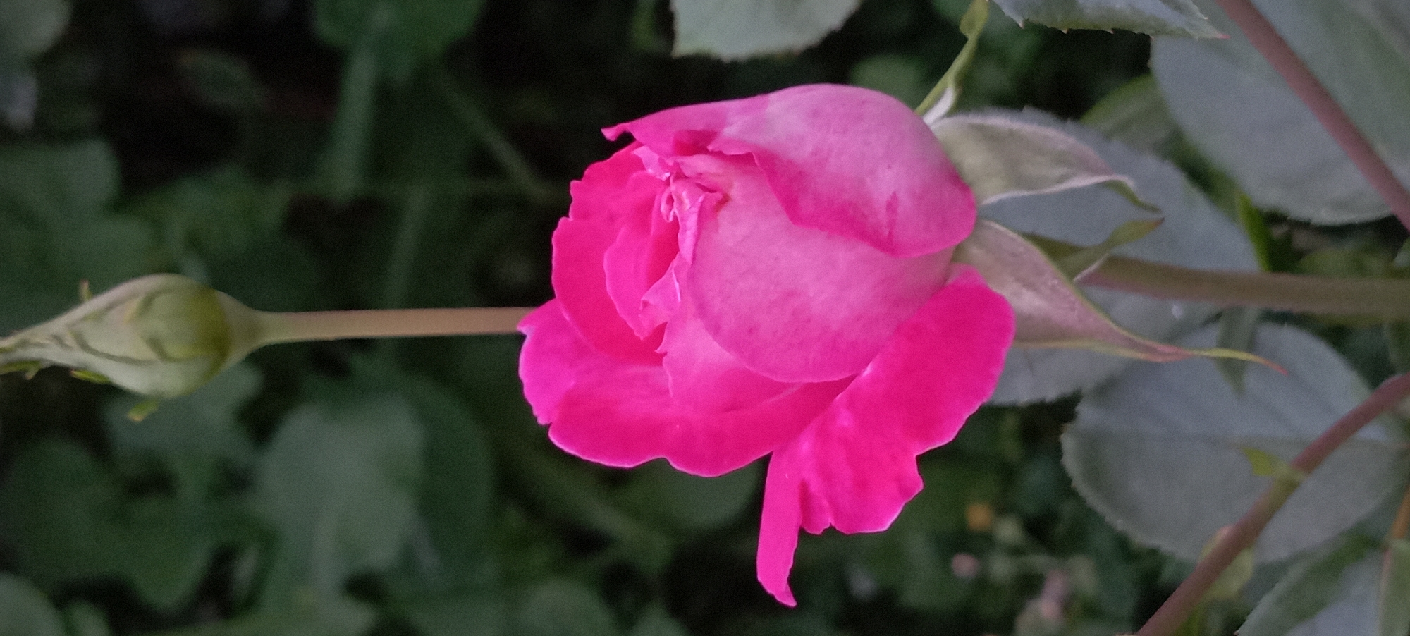 A close-up, vertical, medium shot captures a bright pink rose bud and a partially opened rose in the foreground, set against a soft-focus green background of foliage. The rose bud, positioned above and slightly to the left of the open rose, is a pale green color with visible sepals. The open rose, which fills the lower half of the frame, displays vibrant pink petals that are tightly furled, indicating it is still in the process of blooming. The leaves and stems of the rose plant are visible at the bottom of the image, rendered in muted greens and pinkish-brown tones. The background consists of dark green leaves, creating a natural and somewhat moody atmosphere. The image appears to have been taken outdoors, possibly in a garden setting. The scene is devoid of any human presence or specific landmarks that would indicate a location within the city of Radisne, Ukraine.