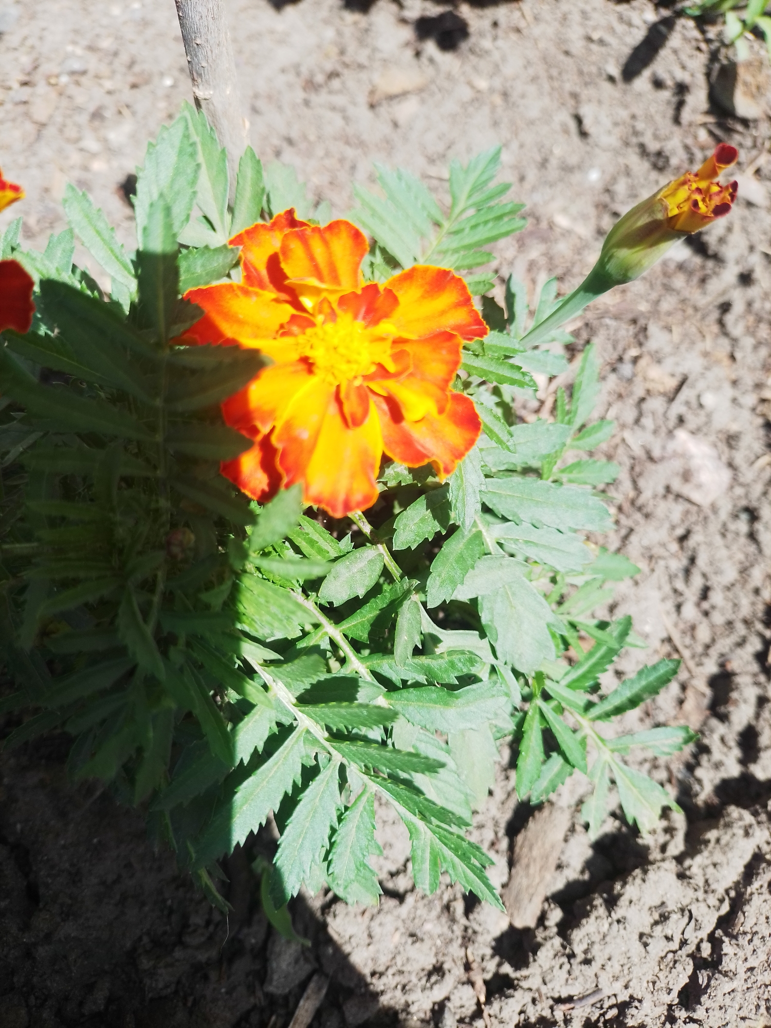 A close-up, eye-level shot shows an orange and yellow marigold flower in bloom, with a bud next to it. The flower has multiple layers of ruffled petals, with the outer petals being a bright orange and the inner petals a vibrant yellow. The green leaves of the plant are bushy and serrated. The flower is situated in soil that appears dry and somewhat rocky, with a few small pebbles visible. A thin, vertical wooden stick is present behind the flower. The lighting suggests it is daytime, with shadows cast on the ground. The location of this scene is the city of Myrhorod, Ukraine.