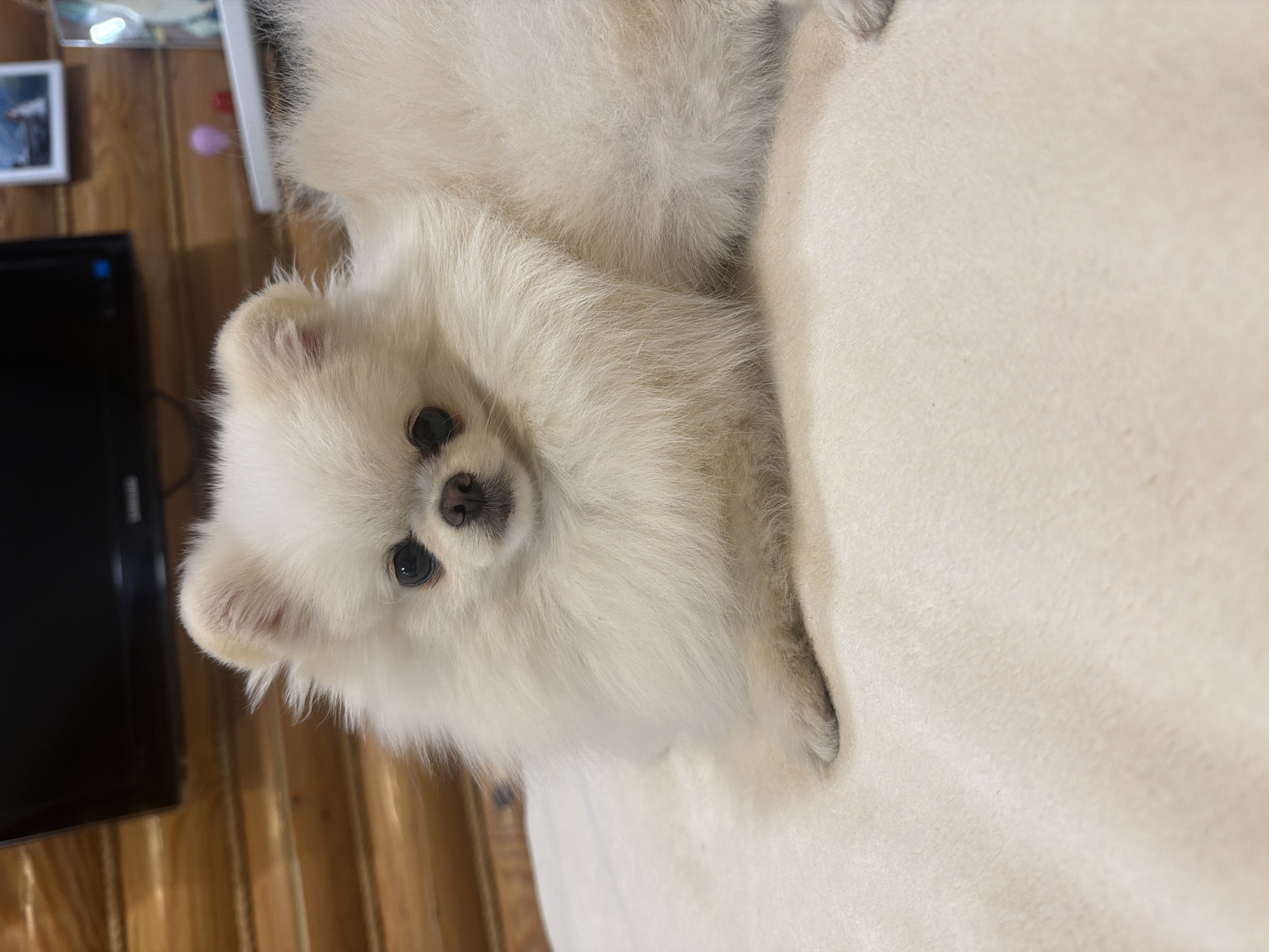 A fluffy, white Pomeranian dog is lying on a cream-colored, soft surface, likely a blanket or bed. The dog is facing forward, with its head slightly tilted. It has dark eyes and a small black nose. The background consists of wooden walls and a dark television screen. There are also some framed pictures and small decorative items visible on a shelf behind the dog. The scene appears to be indoors, in a domestic setting. There is no indication of the location being in the city of Вишняково, Russia, nor is there any information in the image to support this claim.