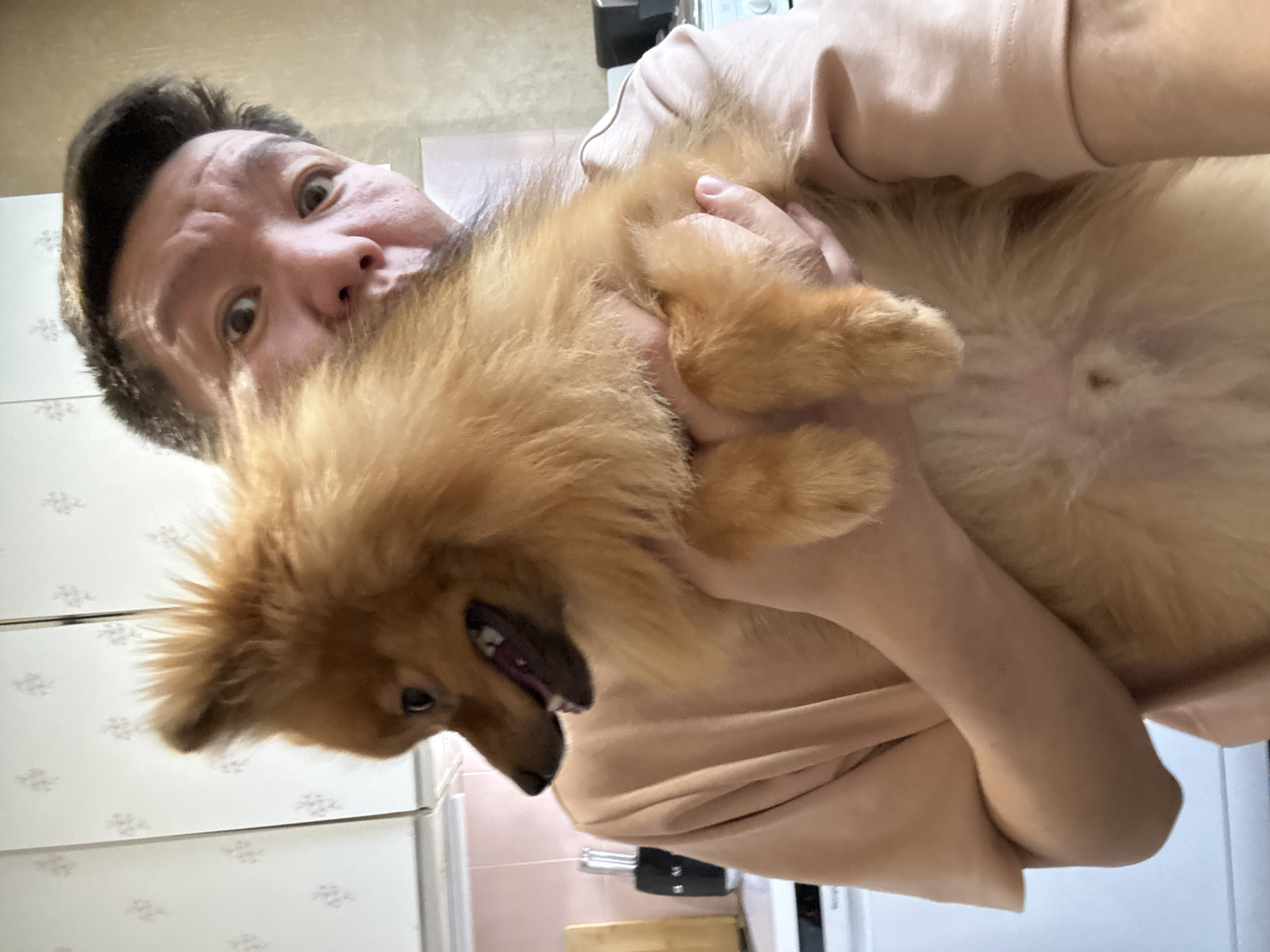 In a domestic kitchen environment, a person holds a fluffy, tan-colored Pomeranian dog. The person is viewed from the chest up, with their face partially obscured by the dog, which is positioned in front of them and to the left of the frame. The person's expression is one of surprise, with wide eyes and an open mouth. The dog's head is turned to the left, with its mouth open, revealing its teeth and tongue. The background consists of kitchen cabinetry, appearing to be light-colored with a subtle patterned texture. A white appliance, possibly a refrigerator, is visible on the left side of the frame. The overall scene suggests an informal, candid moment captured within a home. There is no information to determine the location as Khimki, Russia.