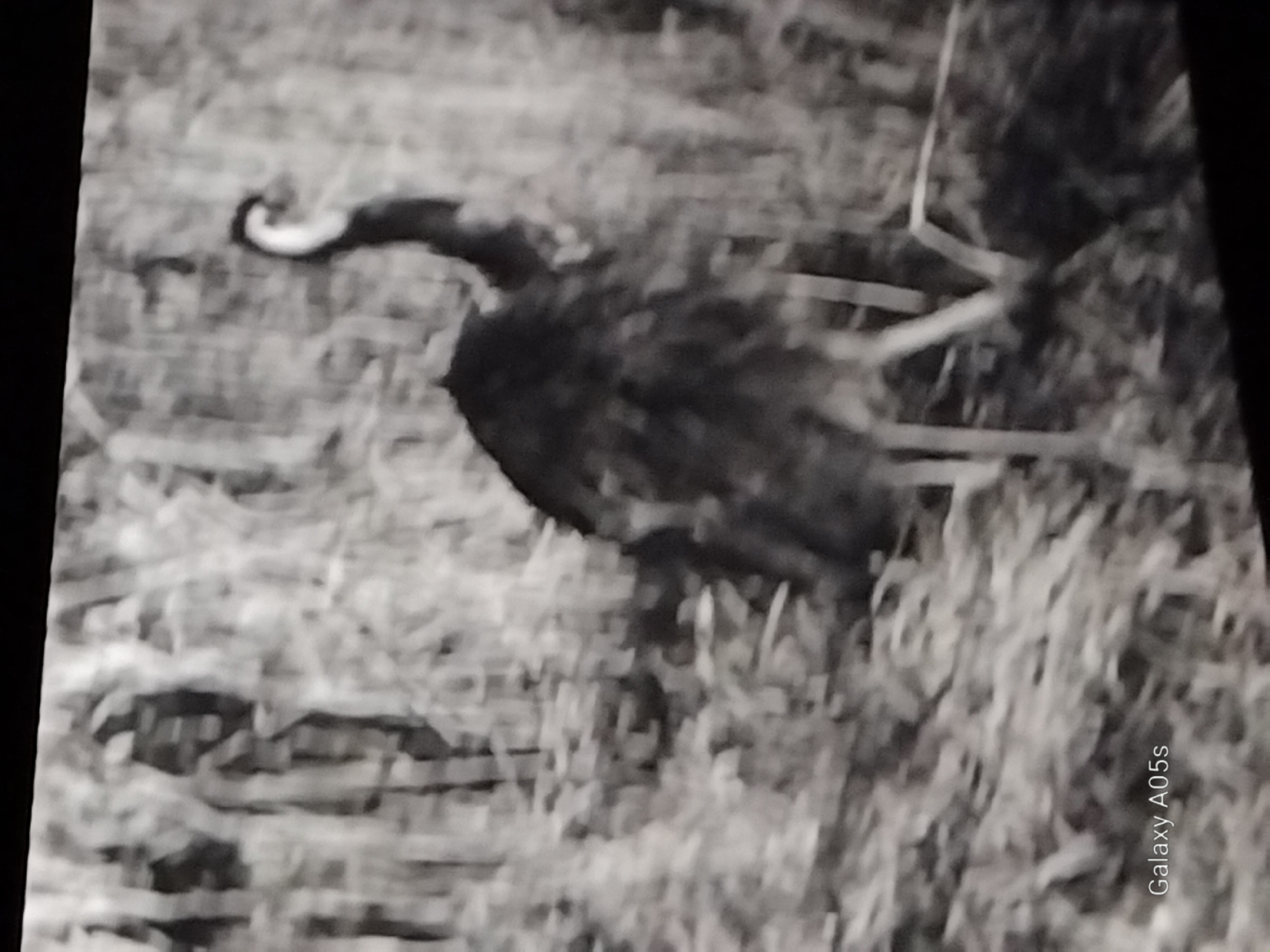 The image shows a blurry, black and white view of an emu standing in dry grass and reeds. The emu is mostly obscured by the foliage, with only its neck and head clearly visible. The bird's head is turned to the right, and it appears to be looking downwards. The background consists of tall, vertical stalks of vegetation, suggesting a natural, outdoor environment. There is no indication of the city of Druzhba, Russia, in the image. A watermark at the bottom left corner reads "Galaxy A05s," indicating the device used to capture the image.