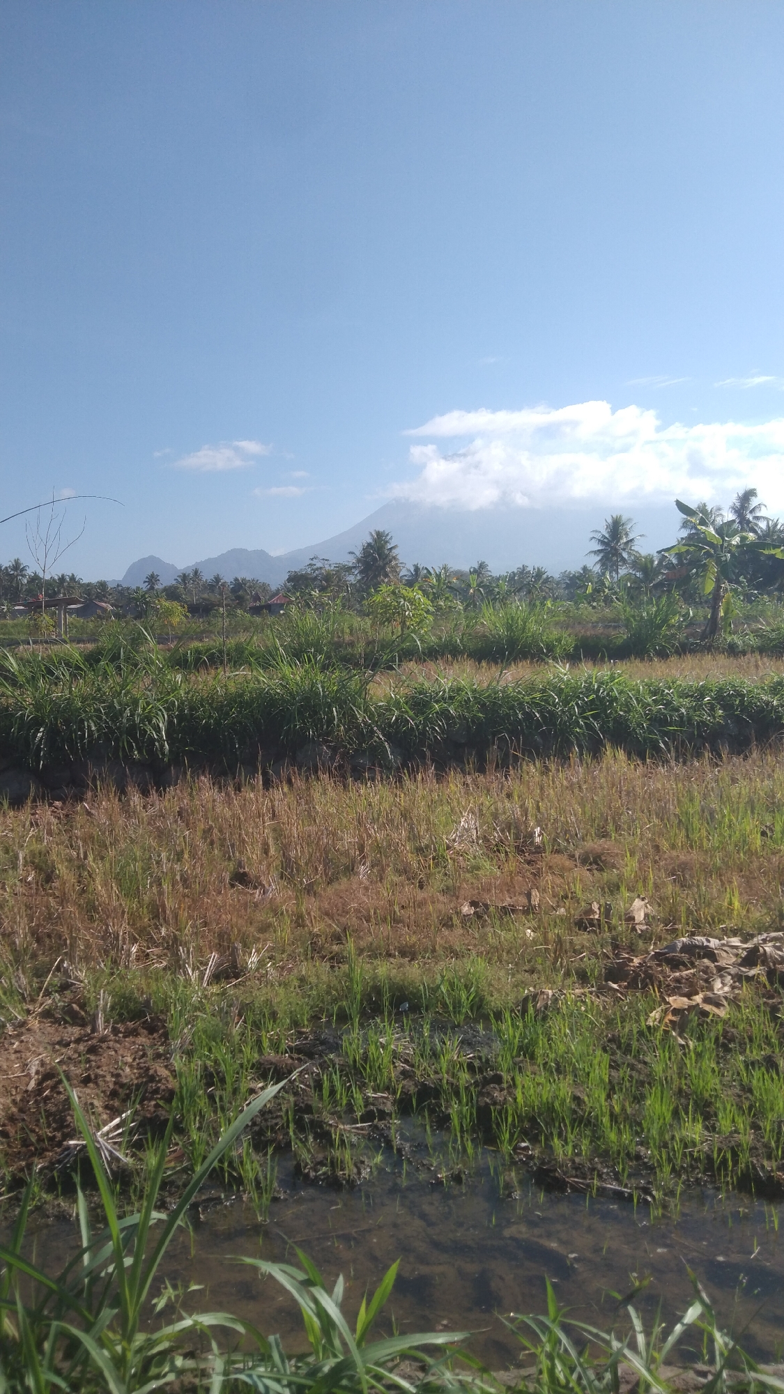 The image depicts a rural landscape in Argomulyo, Indonesia, characterized by agricultural fields under a clear blue sky. In the foreground, a flooded paddy field shows young green rice shoots emerging from the muddy water. Beyond this, rows of dry, straw-colored grass are interspersed with lush green growth. In the mid-ground, the landscape transitions to thicker vegetation, including tall grasses and palm trees. A distant mountain range forms the backdrop, partially obscured by a light layer of clouds. A few scattered buildings are visible amongst the trees. The overall impression is one of a serene, agricultural environment bathed in sunlight.