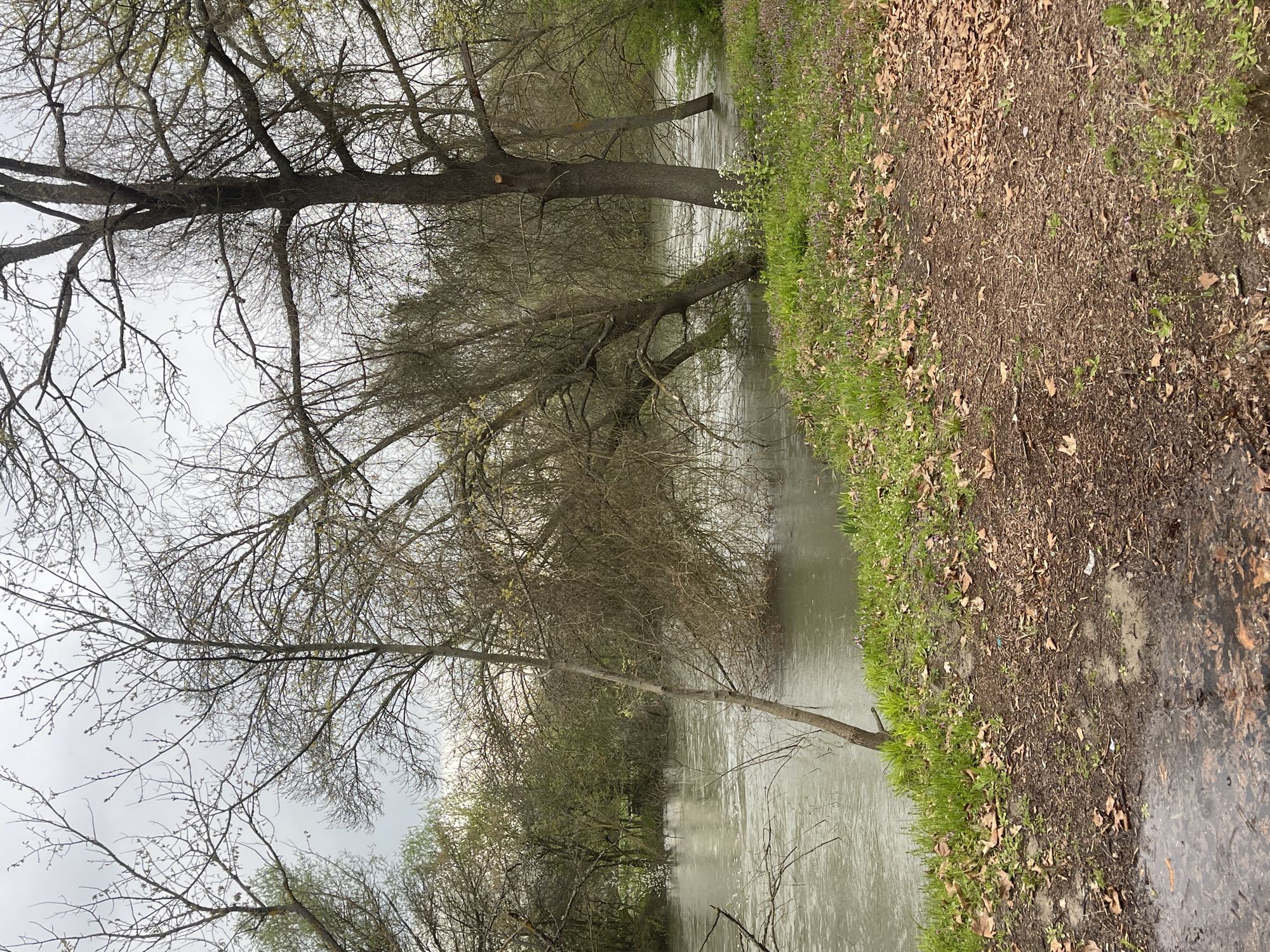 The image shows a flooded landscape in what appears to be a park or wooded area. Bare trees with sparse, early spring foliage line the edge of a body of water, which has overflowed its banks and inundated the surrounding terrain. The ground on the right side of the image is a mix of mud, grass, and fallen leaves, partially submerged in water. The sky is overcast, suggesting recent or ongoing rain. There is no clear indication of the location being in Elhovo, Bulgaria, or any people or objects in the scene.