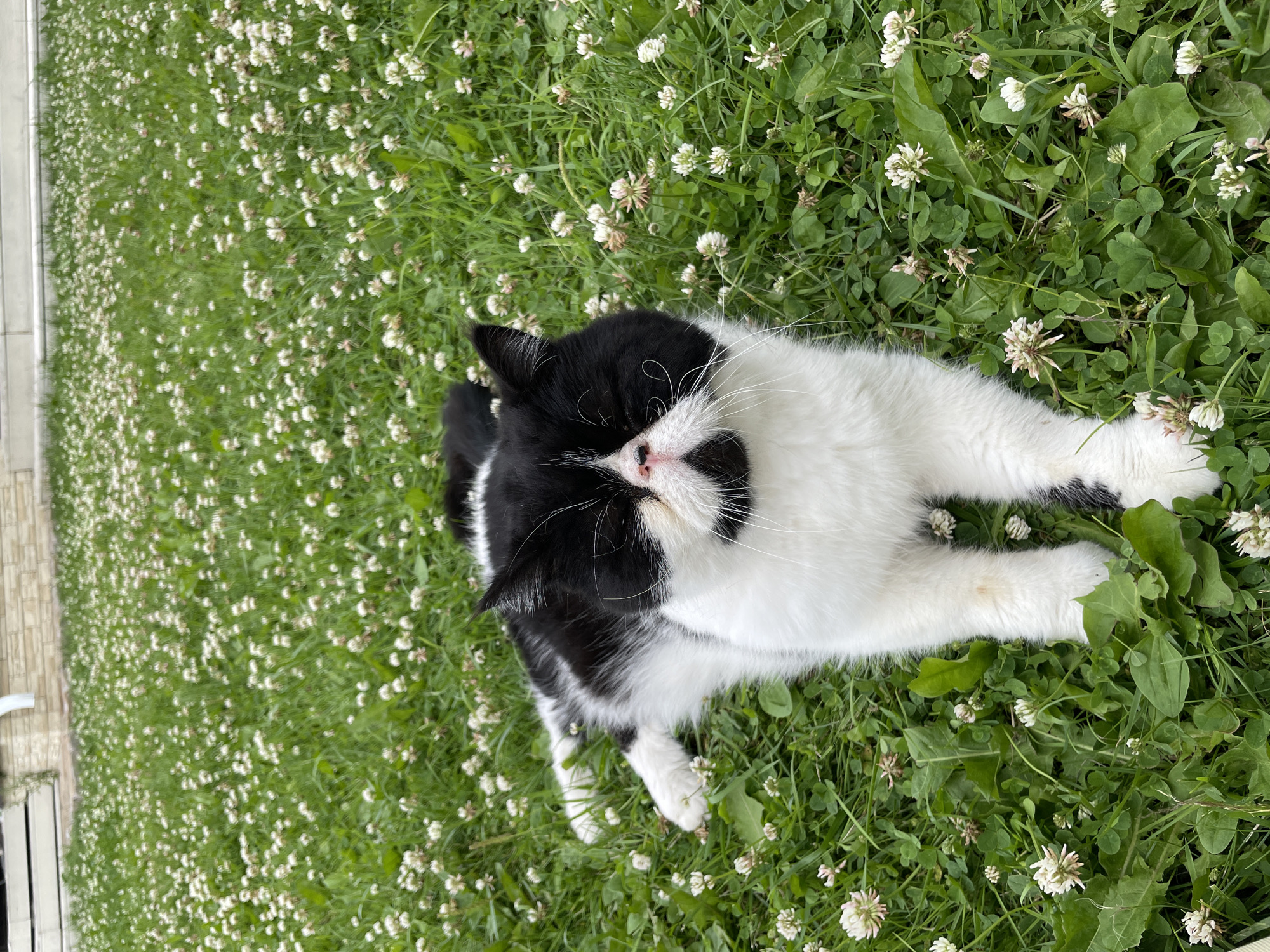 A black and white cat lies in a field of white clover flowers. The cat is facing the camera, with its eyes closed. It has a flat face and long white whiskers. The cat's body is mostly white, with black markings on its back and tail. The clover field is dense and green, with many small white flowers scattered throughout. In the background, a brick building and a white downspout are visible. The scene appears to be in a residential area.