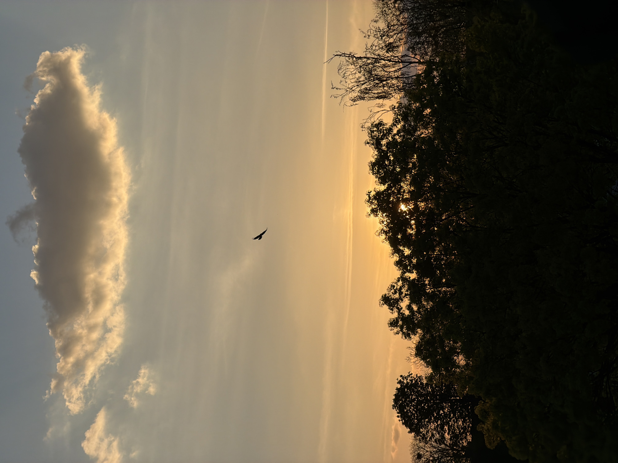 The image depicts a landscape at sunset, possibly taken in Esch-sur-Alzette, Luxembourg. A large cloud formation is visible on the left side of the frame, illuminated by the setting sun. A bird is silhouetted against the sky, positioned centrally. The right side of the image is dominated by a tree line, with sunlight partially obscured by the foliage. The sky transitions from a light blue to a warm orange hue, suggesting a late afternoon or early evening. The image is rotated 90 degrees. The sun is seen shining through the tree branches. No people are visible.