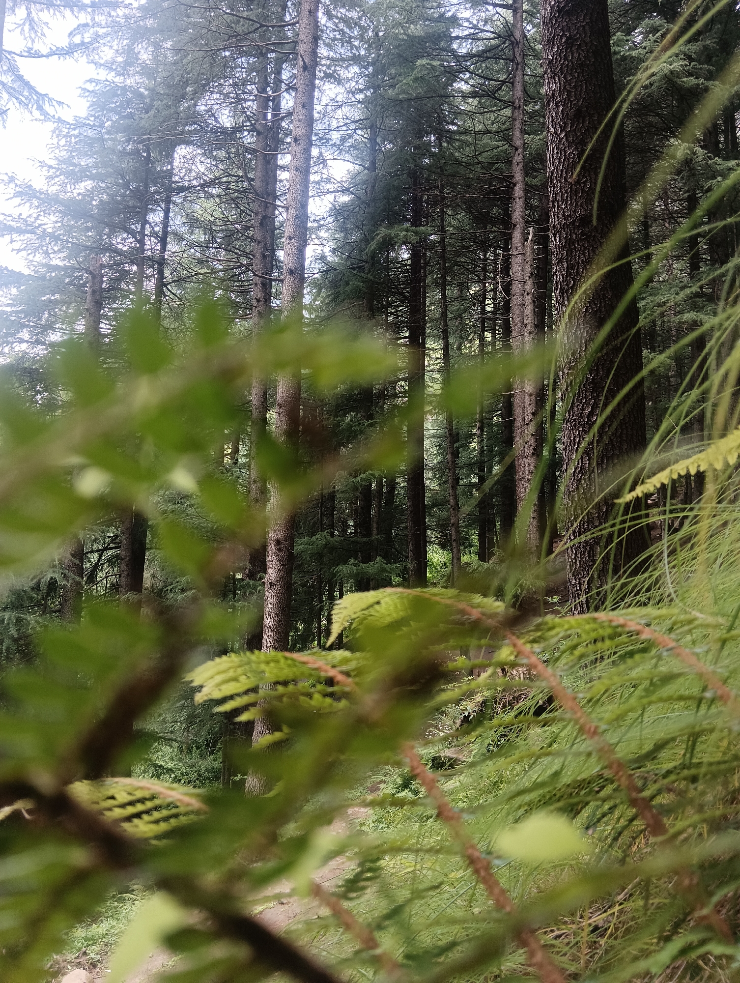 A natural forest scene in Bahang, India, is captured in this image. The foreground is dominated by out-of-focus green foliage, possibly ferns or pine needles, with some brown twigs visible. Beyond this, the image opens up to a dense collection of tall, mature pine trees. The trees stand close together, their trunks a mix of rough, dark bark and smoother, lighter bark. The canopy is thick, with branches and needles creating a textured layer against a bright, overcast sky. The overall impression is one of a natural, perhaps humid, forest environment.