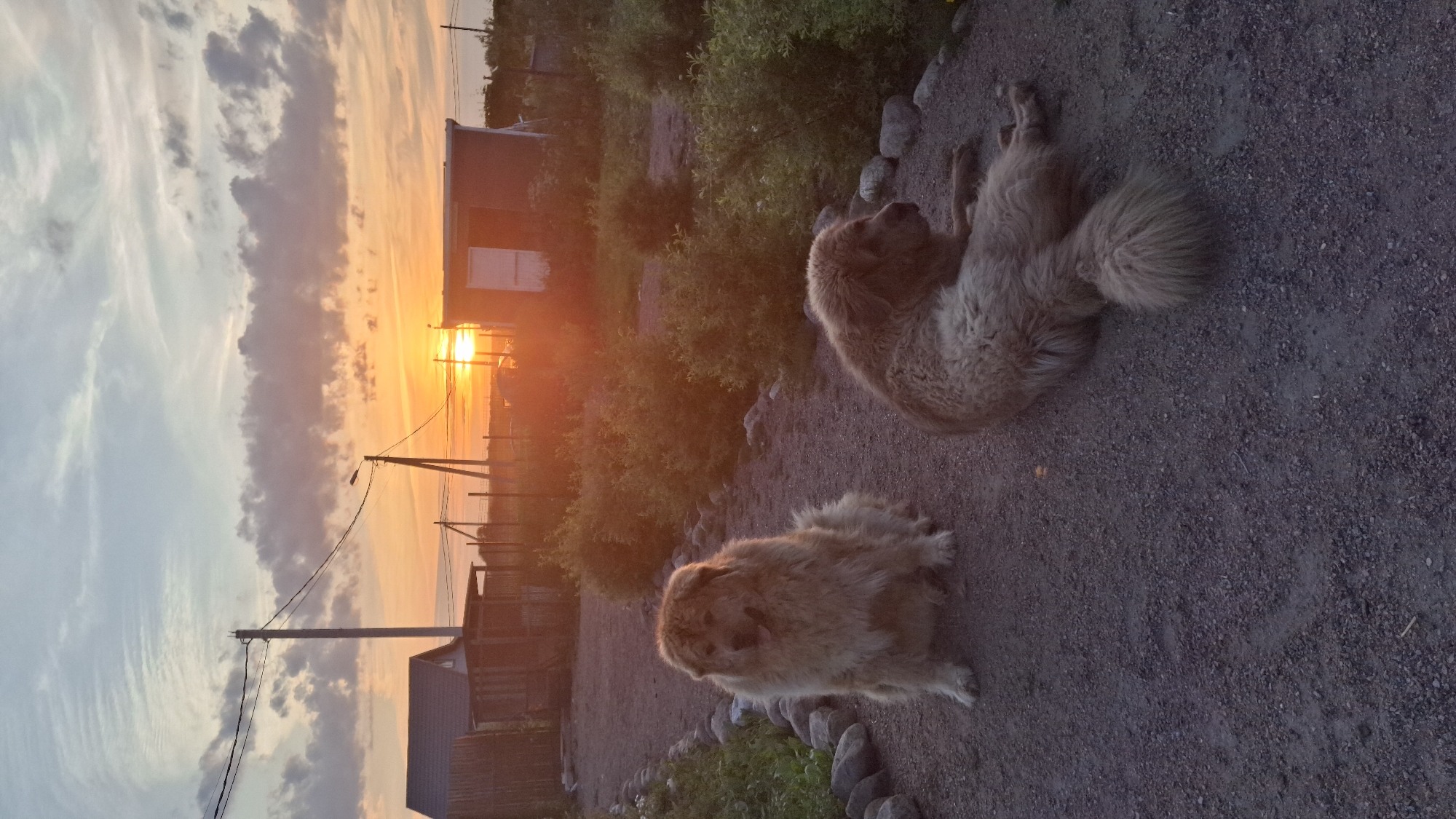 Two fluffy, large breed dogs are in the foreground of the image, on a gravel path. The dog on the left is sitting upright, facing the camera with its tongue slightly out. The dog on the right is lying down, facing to the right. The path is lined with stones on the left. In the background, there are several small buildings and utility poles with wires. The sky is filled with dramatic clouds and the warm hues of a sunset, with the sun partially obscured by a cloud and casting a bright orange glow. The location is the city of Kempelevo, Russia.
