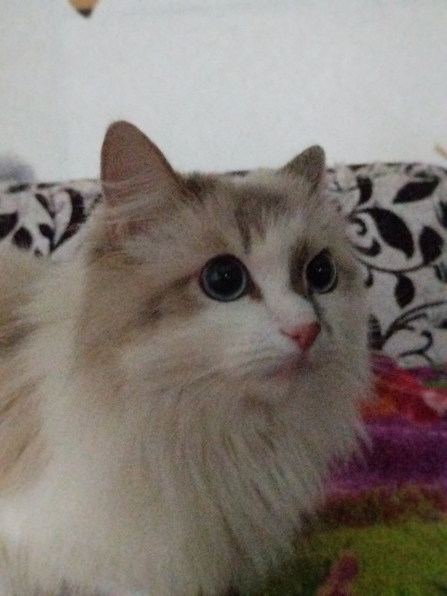 A close-up shot shows a long-haired cat with a white and beige coat, large blue eyes, and a pink nose. The cat is positioned in front of a patterned surface, likely a blanket or cushion, featuring dark floral designs. Below the patterned surface, a multicolored textile with hues of red, purple, and green is visible. The background is mostly plain and light. The location is not specified in the image.