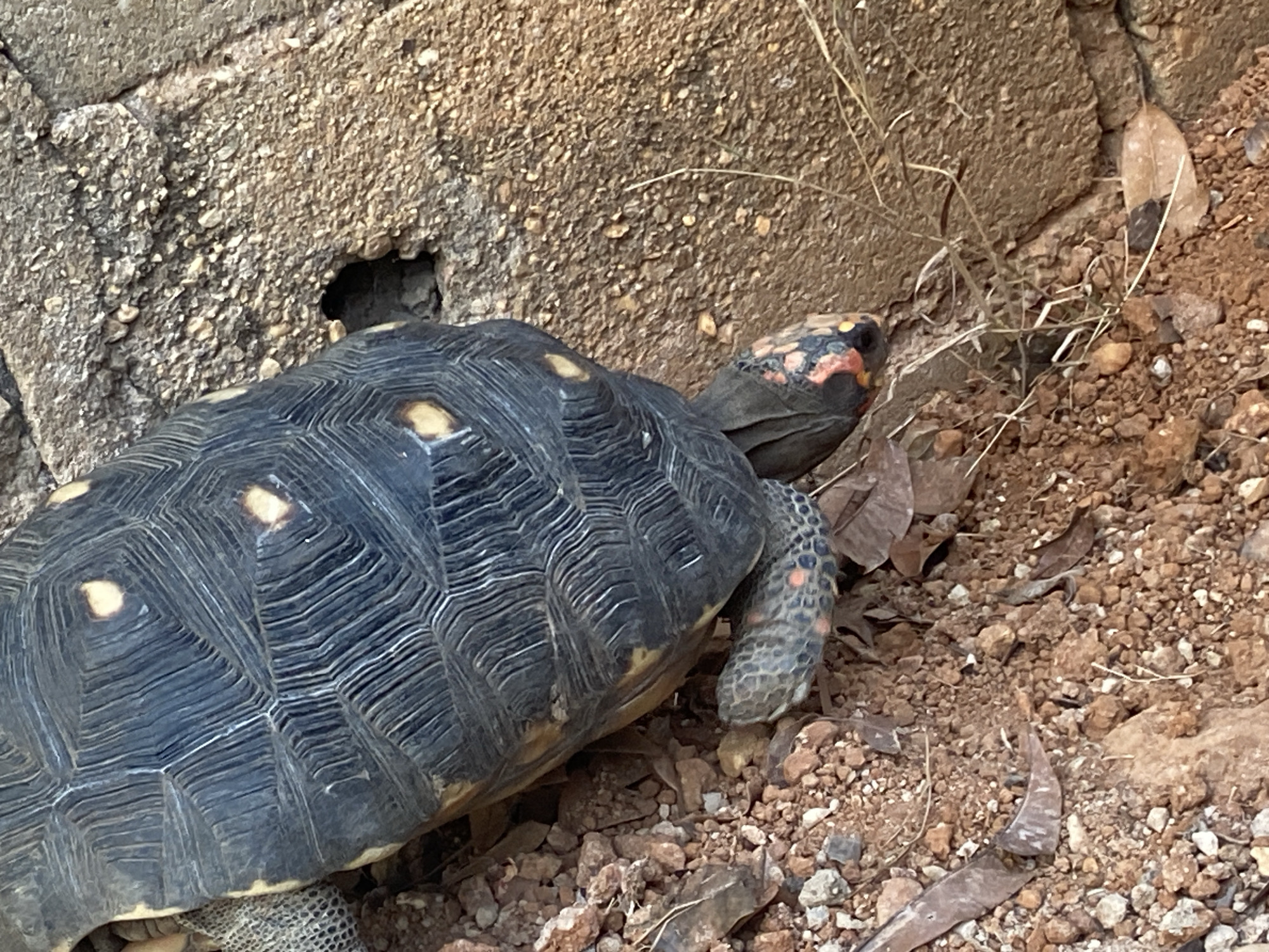 The image shows a Red-footed tortoise (Chelonoidis carbonarius) near a stone structure. The tortoise has a dark carapace with yellow markings and reddish coloration on its head and legs. The background consists of reddish-brown soil and pebbles, indicating an outdoor environment. The location is Tinaquillo, Venezuela.