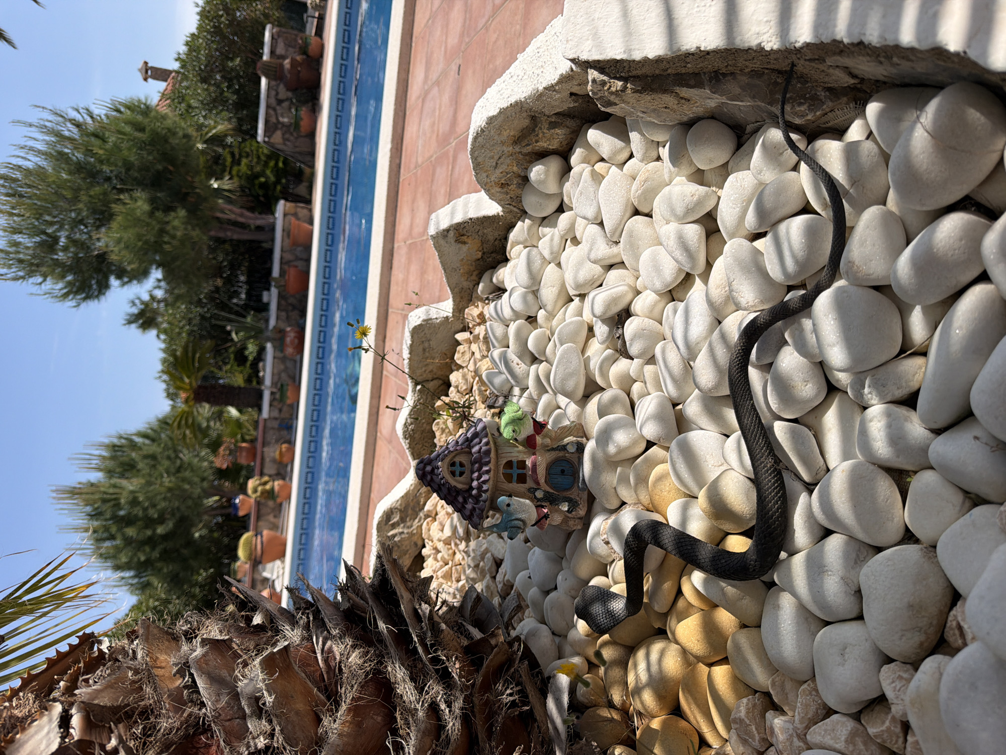A black snake is traversing a bed of white and yellow pebbles next to a swimming pool, in Mont-roig del Camp, Spain. The pool is adjacent to a tiled area and lush vegetation. A small decorative house sits among the pebbles.