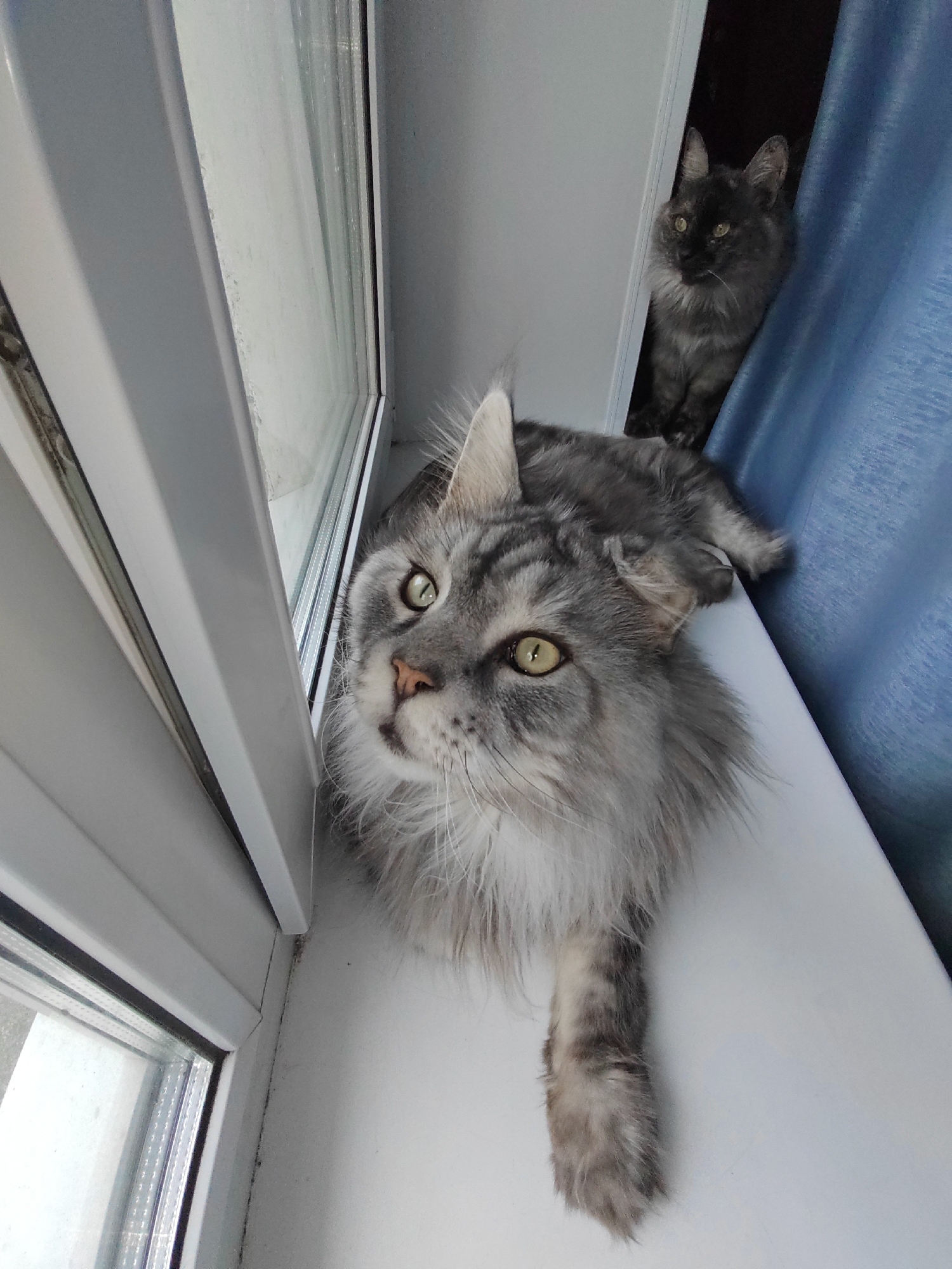 Two domestic cats are positioned on a white windowsill. The cat in the foreground, a Maine Coon, is grey with a fluffy mane and appears to be looking upwards and to the left. Its left front paw is extended forward. Behind and to the right of the foreground cat, a second cat, appearing to be a tortoise shell or dark grey breed, is partially obscured by a blue curtain. This second cat is looking forward. The windowsill is part of an interior setting, likely a residential window with a view of the outdoors through the glass. The location is the city of Petropavlovsk-Kamchatsky, Russia.