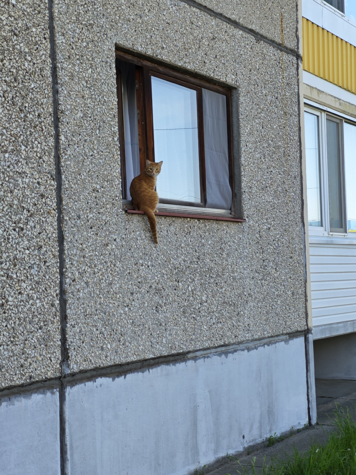 An orange cat is perched on the exterior windowsill of a brown-framed window in a multi-story building. The building's exterior is predominantly concrete with a pebbled texture, except for the lower portion, which is a smooth gray surface. To the right of the window is another section of the building with white siding and a window reflecting the sky. The scene is illuminated by daylight, and there is grass visible at the very bottom of the frame. The location is identified as Марковский, Russia.