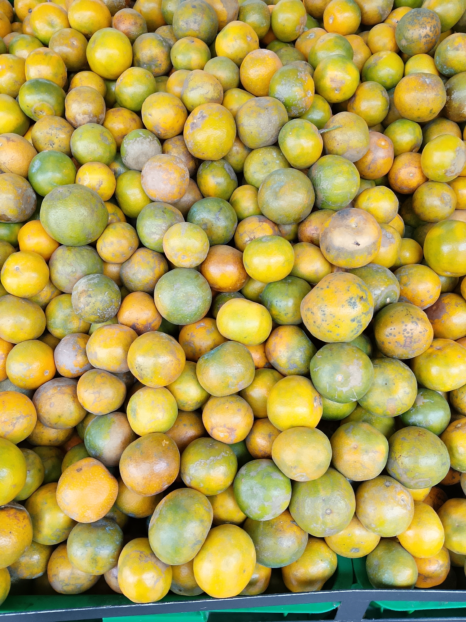 A close-up, top-down view shows a large pile of ripe tangerines. The fruits are round to oval, with textured skin that exhibits a range of colors from bright yellow-orange to green. Some of the tangerines have blemishes and darker spots, indicative of natural ripeness. They are densely packed together, creating a mound that fills the frame. The lighting is even, suggesting an indoor setting or an overcast day. The scene appears to be a display of fruit, possibly in a market or a grocery store in Karangboyo, Indonesia.