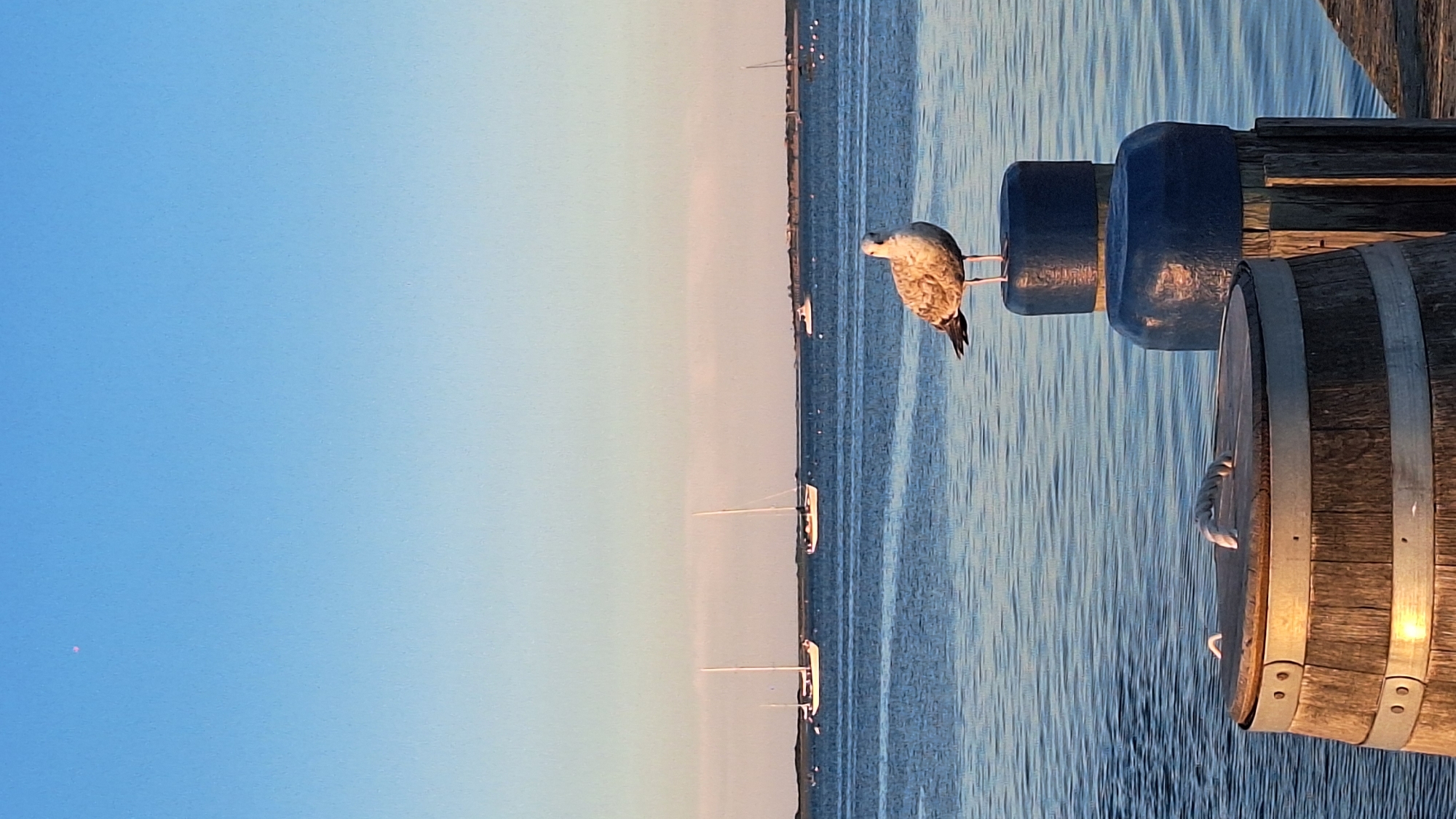 This is a vertical, eye-level, medium shot captured in Nantucket, Massachusetts, USA. The image depicts a tranquil waterfront scene with a clear blue sky dominating the upper portion. In the foreground, a weathered wooden barrel with metal bands is partially visible on the left, its lid secured with a rope. To the right of the barrel, a seagull stands on top of a dark blue mooring post, its plumage a mix of white and brown. The seagull is facing the camera, with its wings folded.
The middle ground of the image features calm blue water with gentle ripples, reflecting the sky and the boats. Several sailboats with white sails are docked or anchored in the distance, their masts creating distinct vertical lines against the horizon. Further back, a thin strip of land with buildings is visible, bordering the water.
The background consists of a vast, clear blue sky with a faint, pale pinkish hue near the horizon, suggesting either sunrise or sunset. A tiny, almost imperceptible pink speck is visible in the upper left corner of the sky, possibly a distant light or reflection. The overall atmosphere is peaceful and serene.