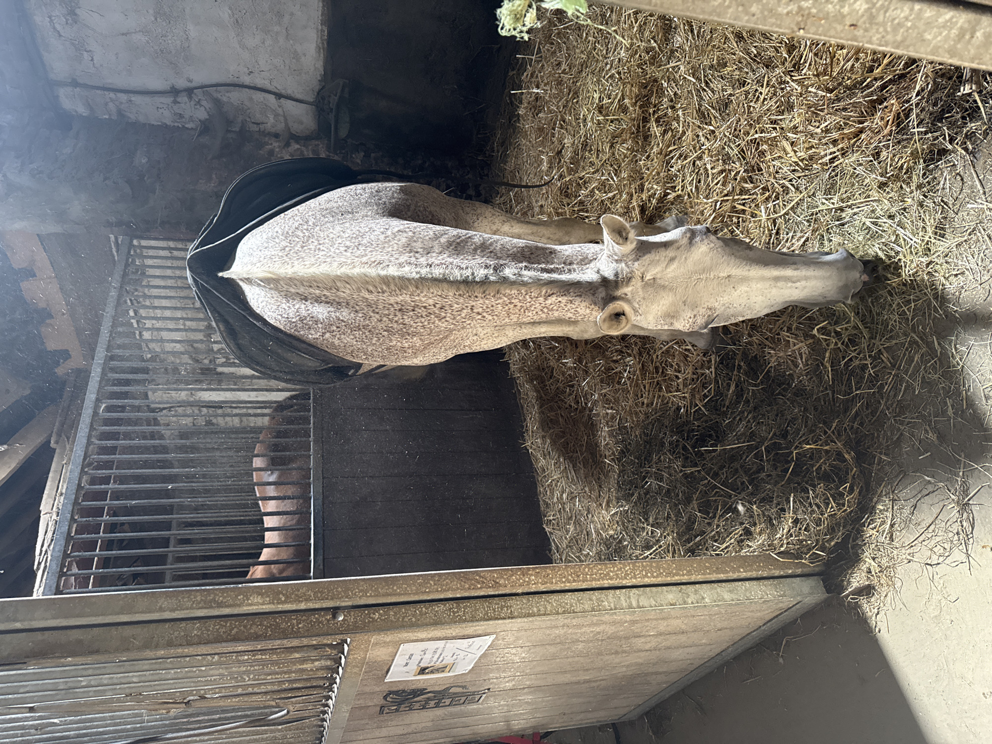 In a dimly lit horse stable, likely in Estaimpuis, Belgium, a dappled grey horse with a black blanket is positioned in the foreground, its head lowered to the straw-covered ground, appearing to graze. The horse's rear is facing the viewer. To the left, a partial view of a wooden stable door with metal accents is visible, featuring a small printed document attached to its surface. Behind the horse, another brown horse is visible within a metal-barred enclosure. The environment is rustic, with stone walls and wooden beams overhead, suggesting an older structure. The floor is covered in a thick layer of straw, indicative of a typical stable environment.
