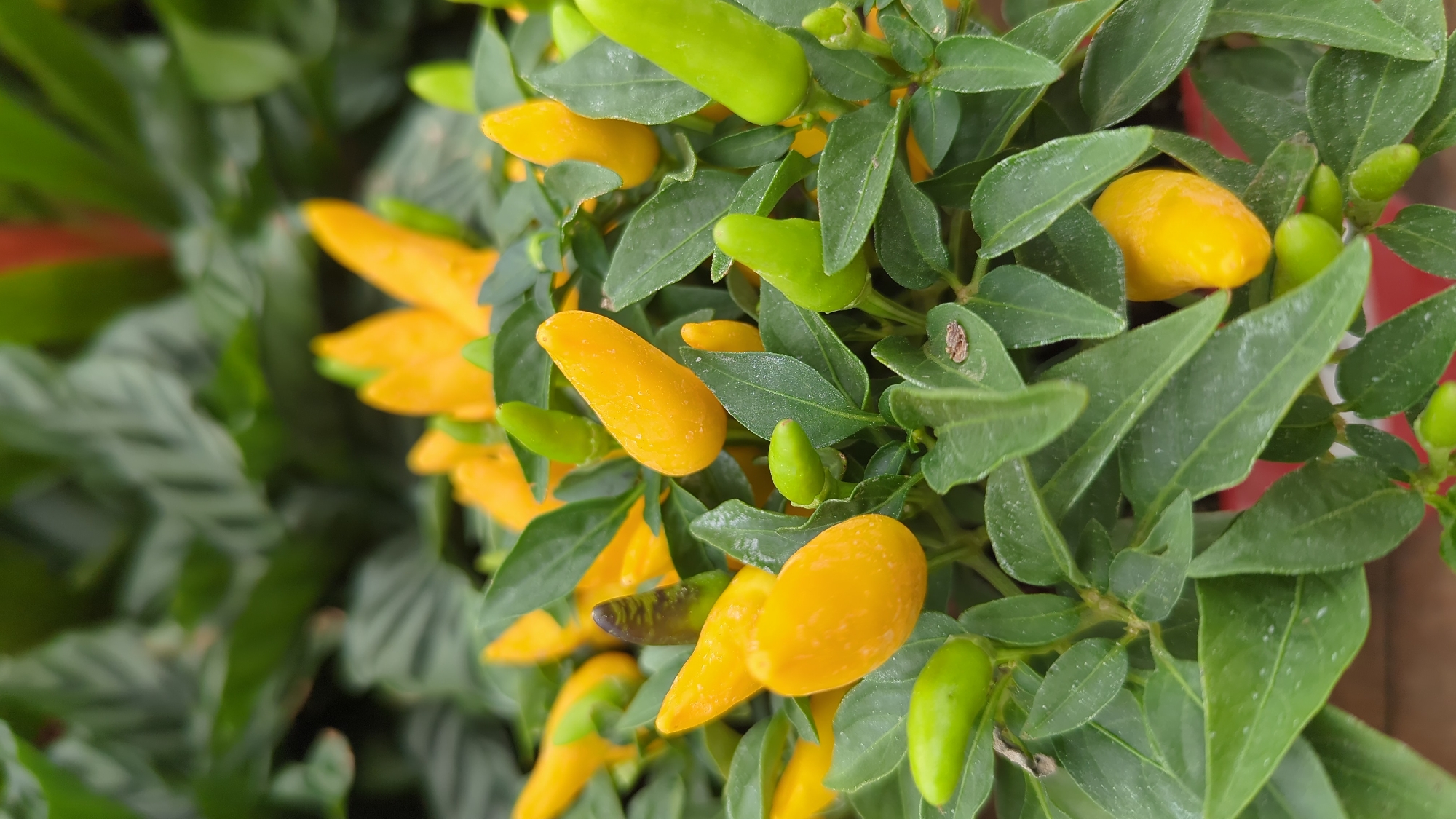 This is a close-up, eye-level, vertical shot of a plant with many small, yellow chili peppers and some green ones. The peppers are smooth and oblong, with some showing a slightly glossy texture. They are clustered together on green stems and surrounded by dark green, glossy leaves. The background is blurred, showing more greenery and a hint of red from what appears to be a pot. The focus is sharpest on the peppers and leaves in the foreground. There are no people or any discernible city context in the image, suggesting it could be from a greenhouse, garden center, or a private garden. The scene depicts the bounty of a pepper plant.