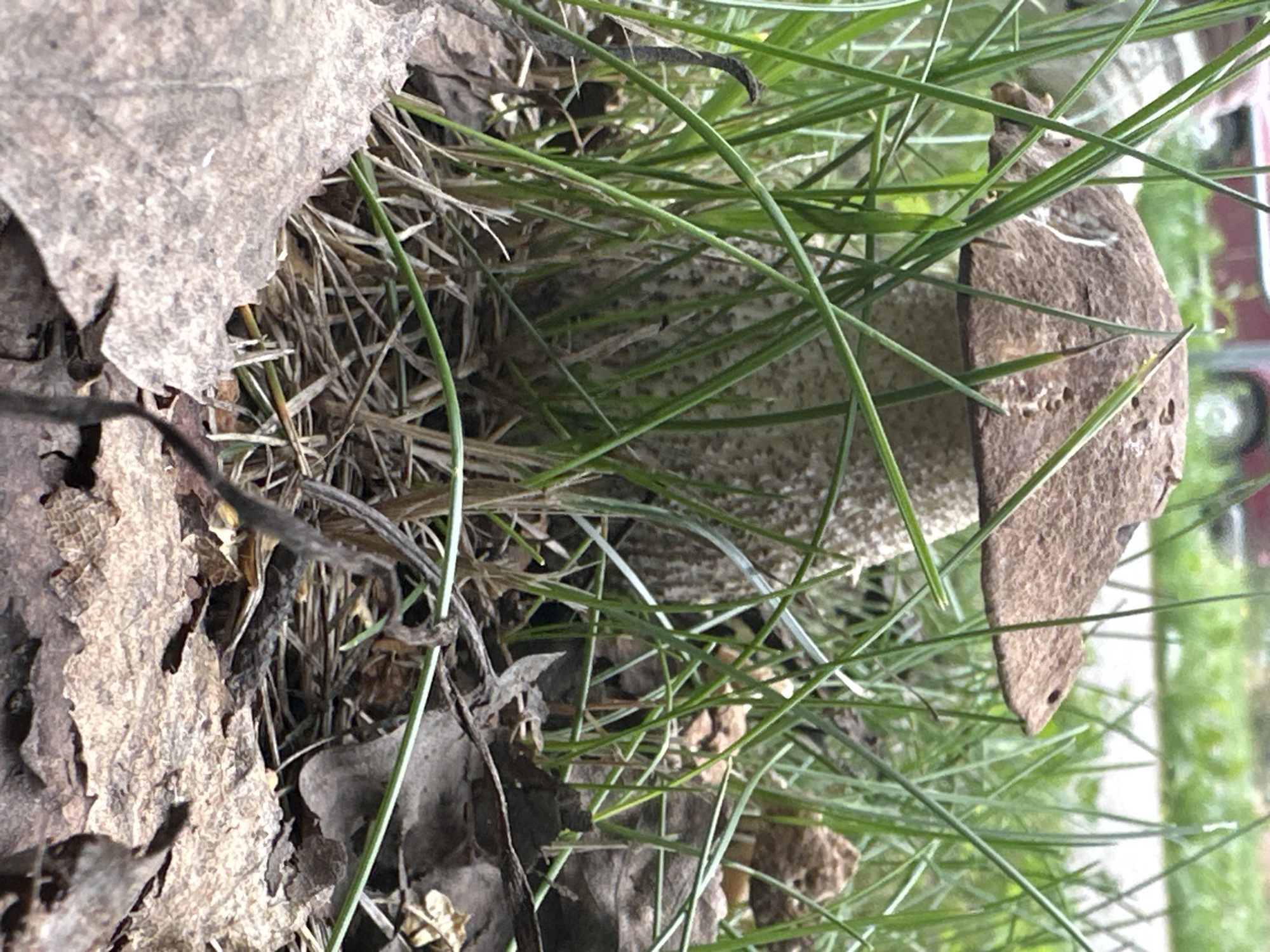 A close-up, low-angle shot captures a single mushroom growing amongst green grass and fallen brown leaves in Chaikovsky, Russia. The mushroom has a thick, textured stalk and a broad, brown cap with a slightly mottled surface. The surrounding environment suggests a natural setting, possibly a park or wooded area within the city. The lighting is soft and natural, indicating it was taken outdoors during the day.