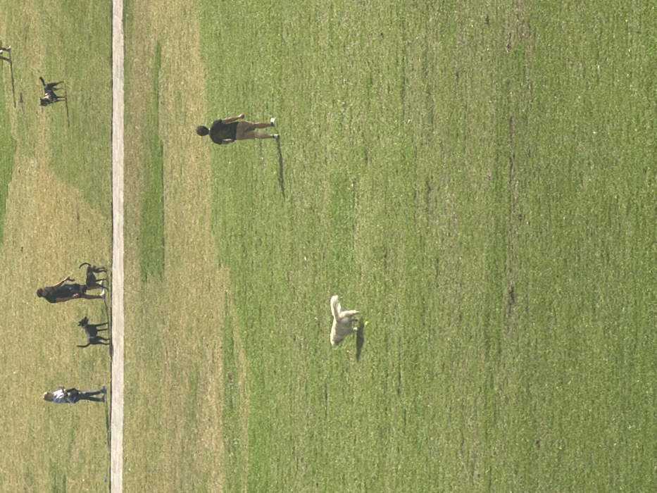 The image depicts an expansive outdoor park area within the city of Miami, Florida, viewed from an elevated perspective under bright daylight. The primary ground cover is green grass with some drier patches. A light-colored concrete or paved pathway traverses horizontally across the upper-middle section of the frame.
In the lower-left foreground, a light-colored, medium-sized dog is in motion on the grass, with a yellow tennis ball near its front paws, indicating play. In the lower-mid right, an individual, appearing male, is visible from the back, wearing a dark short-sleeved shirt and light-colored shorts, standing or walking on the grass.
On the paved path in the upper-left, a female individual stands, dressed in a light-colored top and dark pants, carrying a light-colored bag. Adjacent to her on the path, slightly to the right, a male individual is present, wearing a dark shirt and dark shorts, holding a leash attached to a dark-colored, smaller dog positioned next to him. Another dark-colored, medium-sized dog stands to the male individual's left on the paved path.
In the upper-right background, a dark-colored, medium-sized dog with lighter markings is standing on the grass off the path. Further into the background, a partial view of another dog is discernible. The scene suggests multiple individuals and their dogs engaging in recreational activities within a park setting.