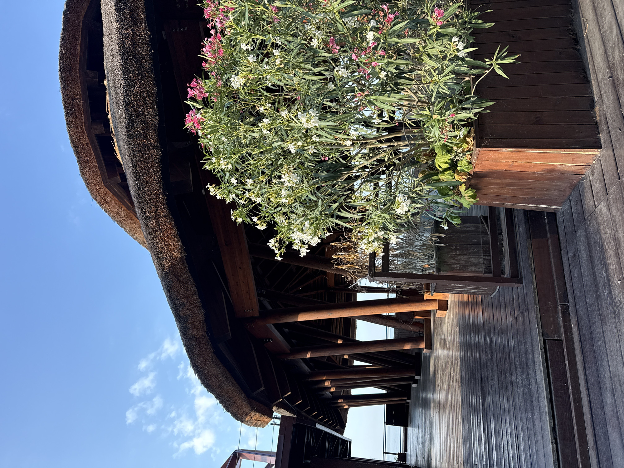 A perspective shot captures an outdoor wooden walkway leading towards a structure with a thatched roof supported by numerous thick wooden pillars. The walkway is composed of horizontal wooden planks, some showing signs of wear. To the right, a large wooden planter box overflows with a lush green plant adorned with clusters of pink and white flowers. Beyond the structure, a body of water is visible under a clear blue sky dotted with a few wispy white clouds. The scene evokes a sense of tranquil, natural beauty. The location is the city of Yalta, Ukraine.