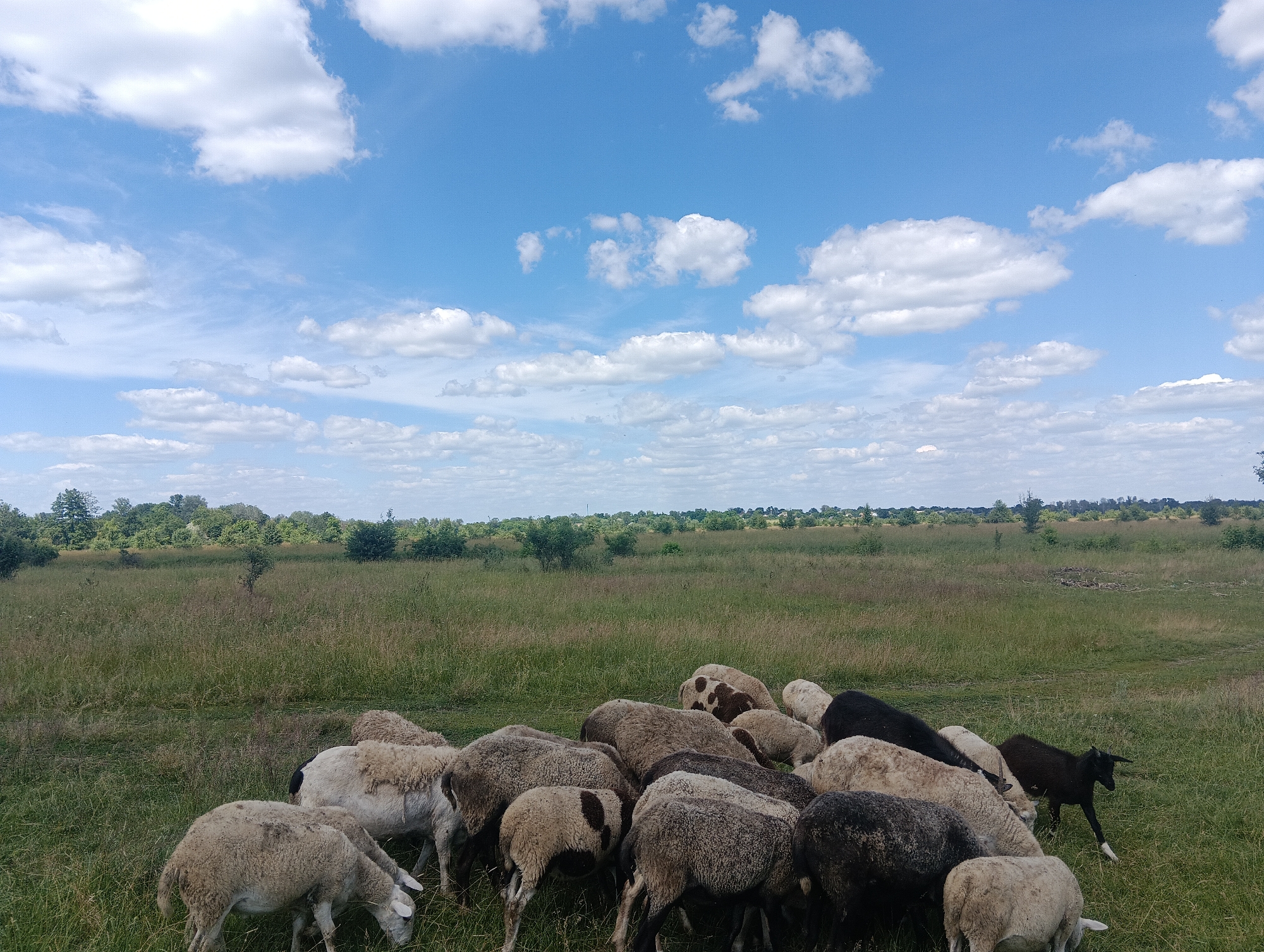 A flock of sheep graze in a grassy field under a partly cloudy blue sky. The sheep are clustered together, with some actively eating the grass. A single black sheep stands slightly apart from the main group. In the background, a line of trees marks the horizon. The overall scene depicts a pastoral landscape.