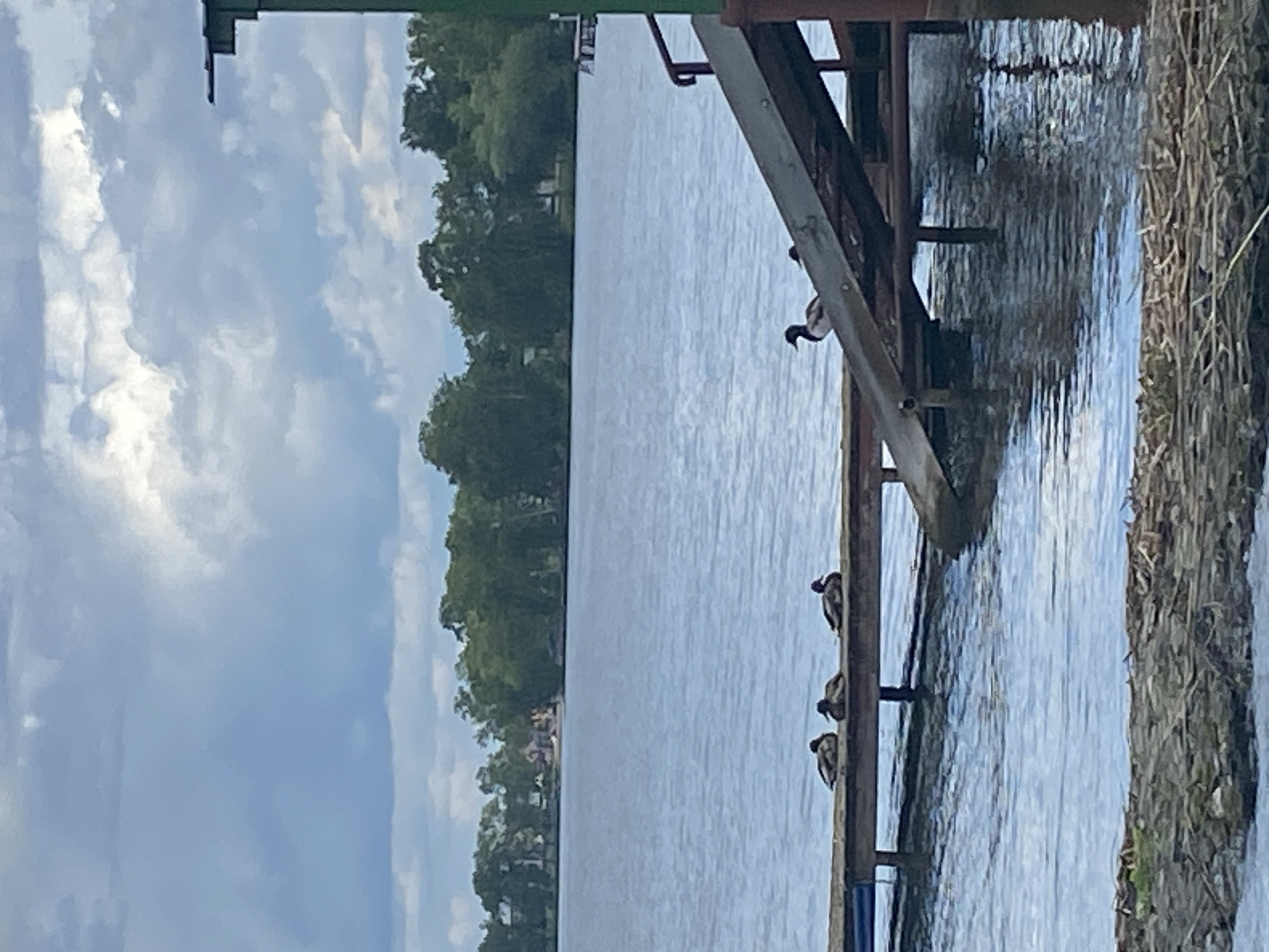 This is an eye-level, medium shot of a lake with a wooden dock and a ramp leading down to the water. Several ducks are resting on the dock and the ramp. The sky is overcast with clouds. The background shows a treeline and buildings on the far shore. The scene is forensic and matter-of-fact.