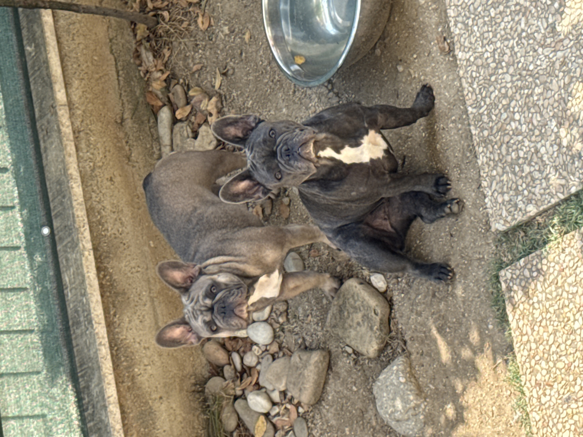 Two French Bulldogs are outdoors on a sunny day. The dog in the foreground is dark gray with a white chest marking and is sitting. The dog in the background is a lighter gray with a white chest marking and is standing. They are on a dirt and gravel surface with some rocks and dry leaves. Behind them is a textured wall and a green fence. To the right of the foreground dog is a large metal bowl, likely for water. The scene appears to be a yard or patio area.