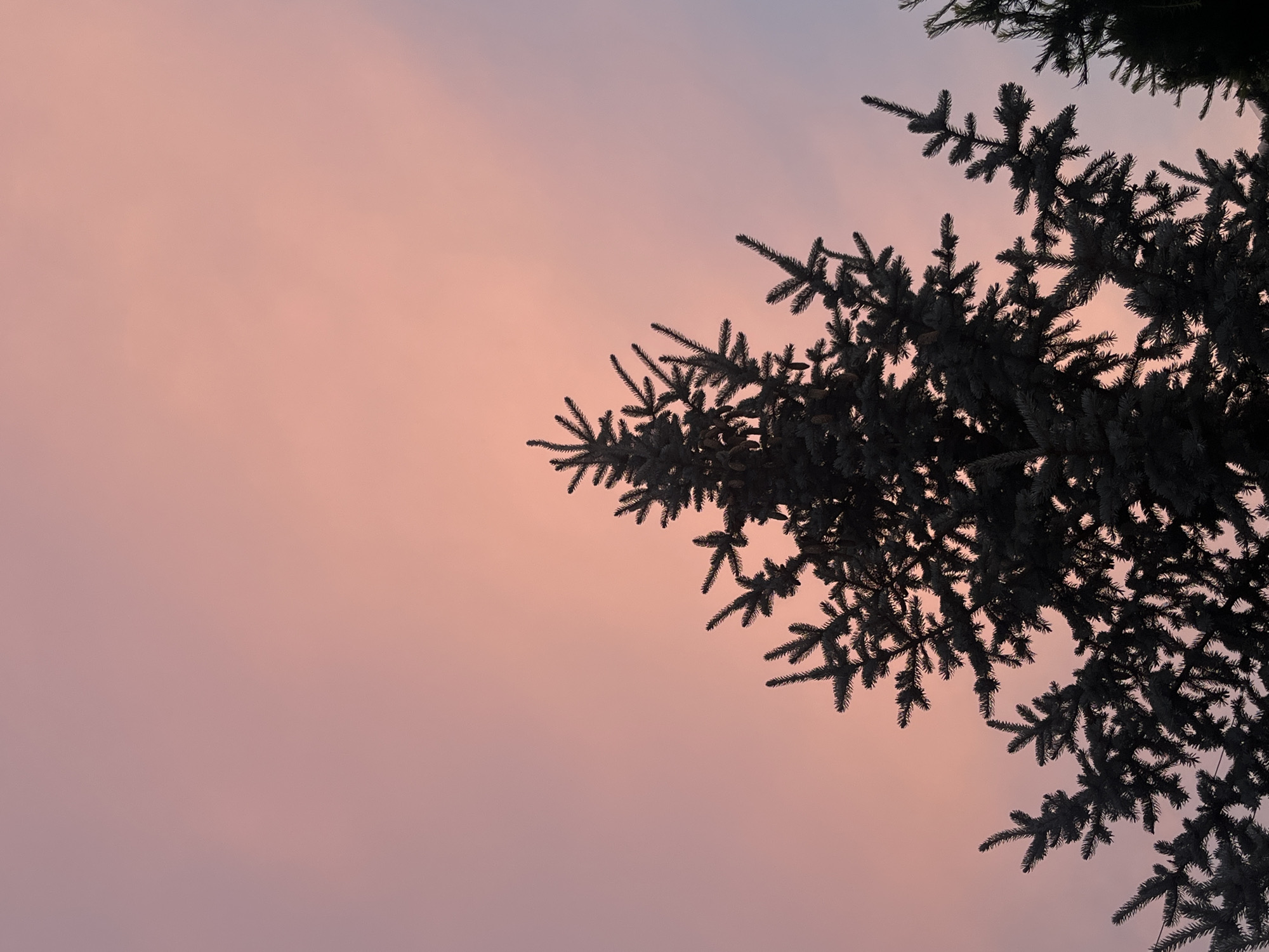 The image is an outdoor, low-angle, silhouette shot of the top of a dark green coniferous tree against a soft pink and lavender sky. The sky appears to be a sunset or sunrise. The tree's branches are dense and reach upwards, with the tips of the needles and some cones visible. The background sky is cloudy with subtle color variations from light pink at the top to a softer lavender towards the bottom. No people, buildings, or specific landmarks of Koroviia, Ukraine are visible.