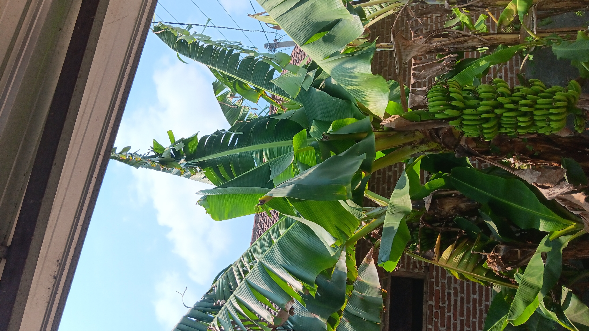 A banana tree with a bunch of green bananas is visible in the foreground. The banana tree has large green leaves and a thick trunk. In the background, a brick building with a tiled roof can be seen. The sky is blue with some white clouds. The image appears to have been taken in Sonobekel, Indonesia.