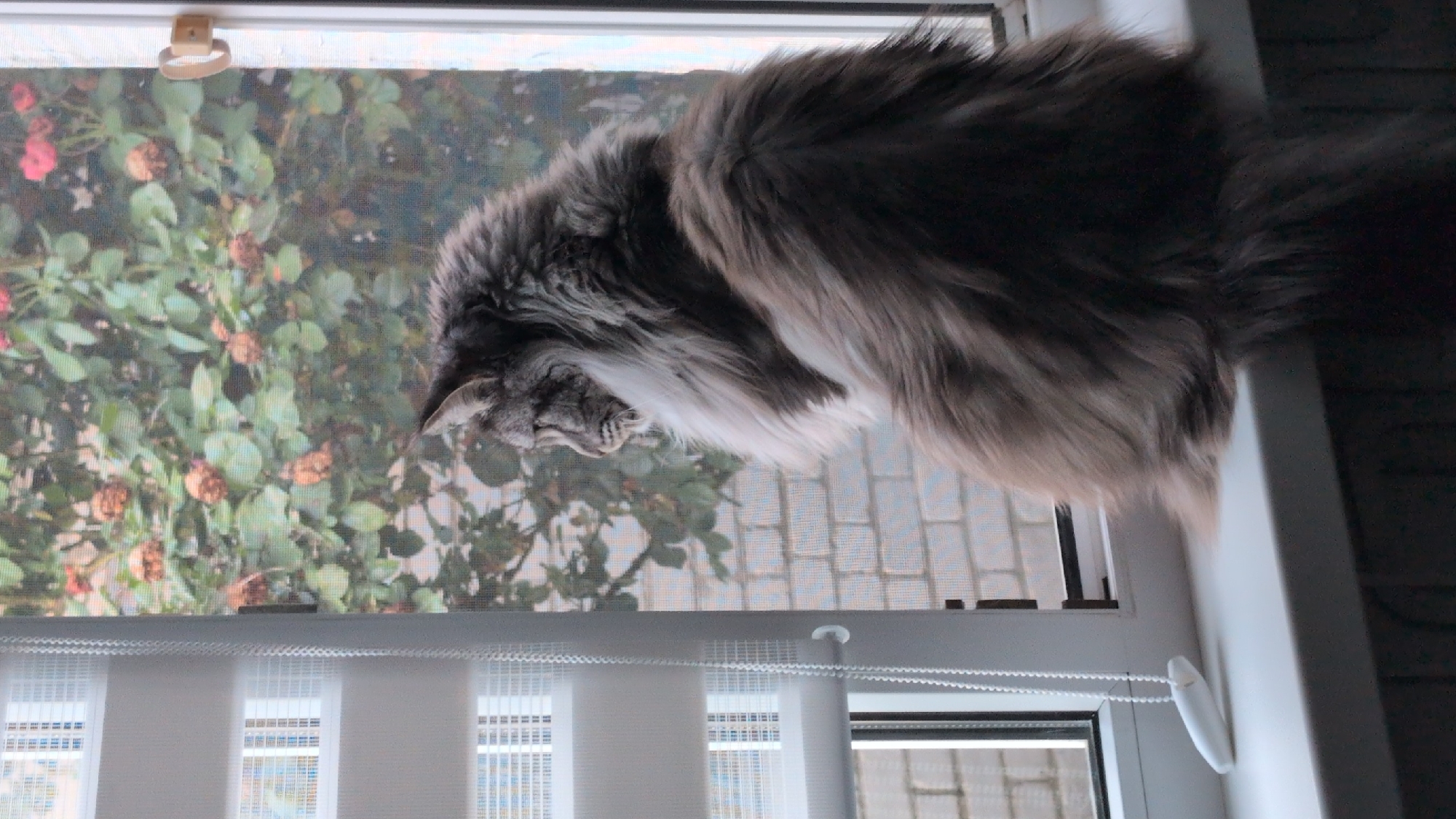A fluffy gray cat sits on a white windowsill, looking out a window. The window has a white roller blind on the left side. Outside the window, there is a bush with green leaves and small pink and brown flowers, and a brick wall is visible behind the bush. The image appears to be taken in Izmail, Ukraine.