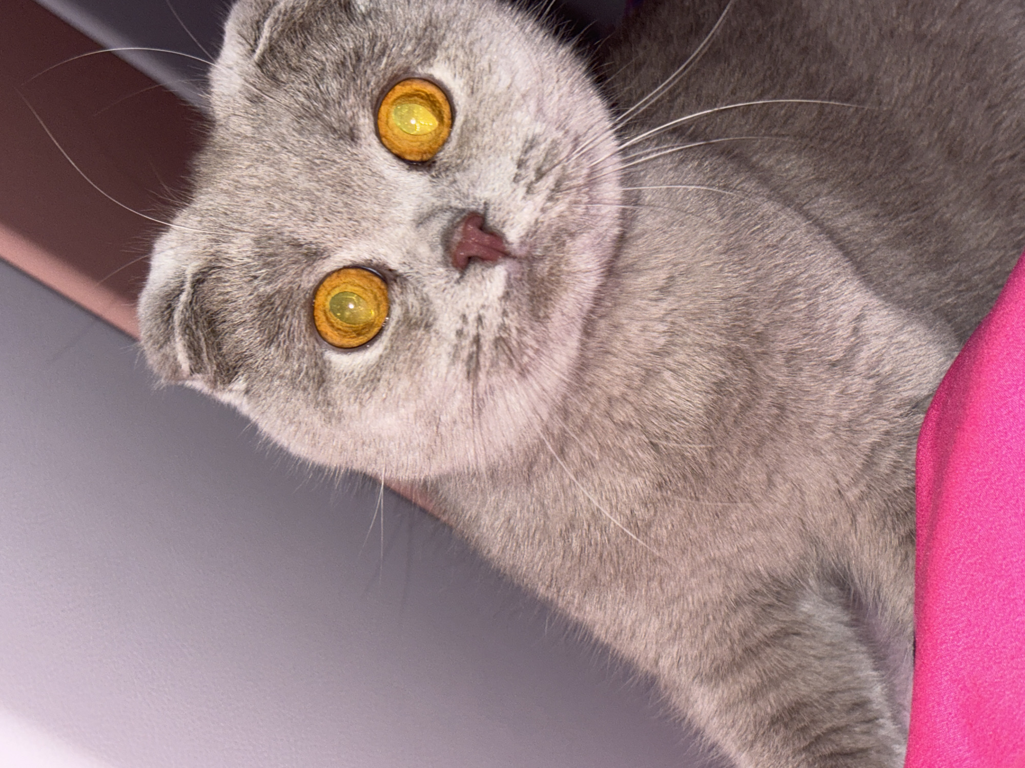 A gray Scottish Fold cat with yellow eyes is the primary subject, facing the viewer. The cat appears to be positioned above, looking down. Part of a pink surface is visible to the right of the cat. A gray surface is visible to the left. The location is unknown.